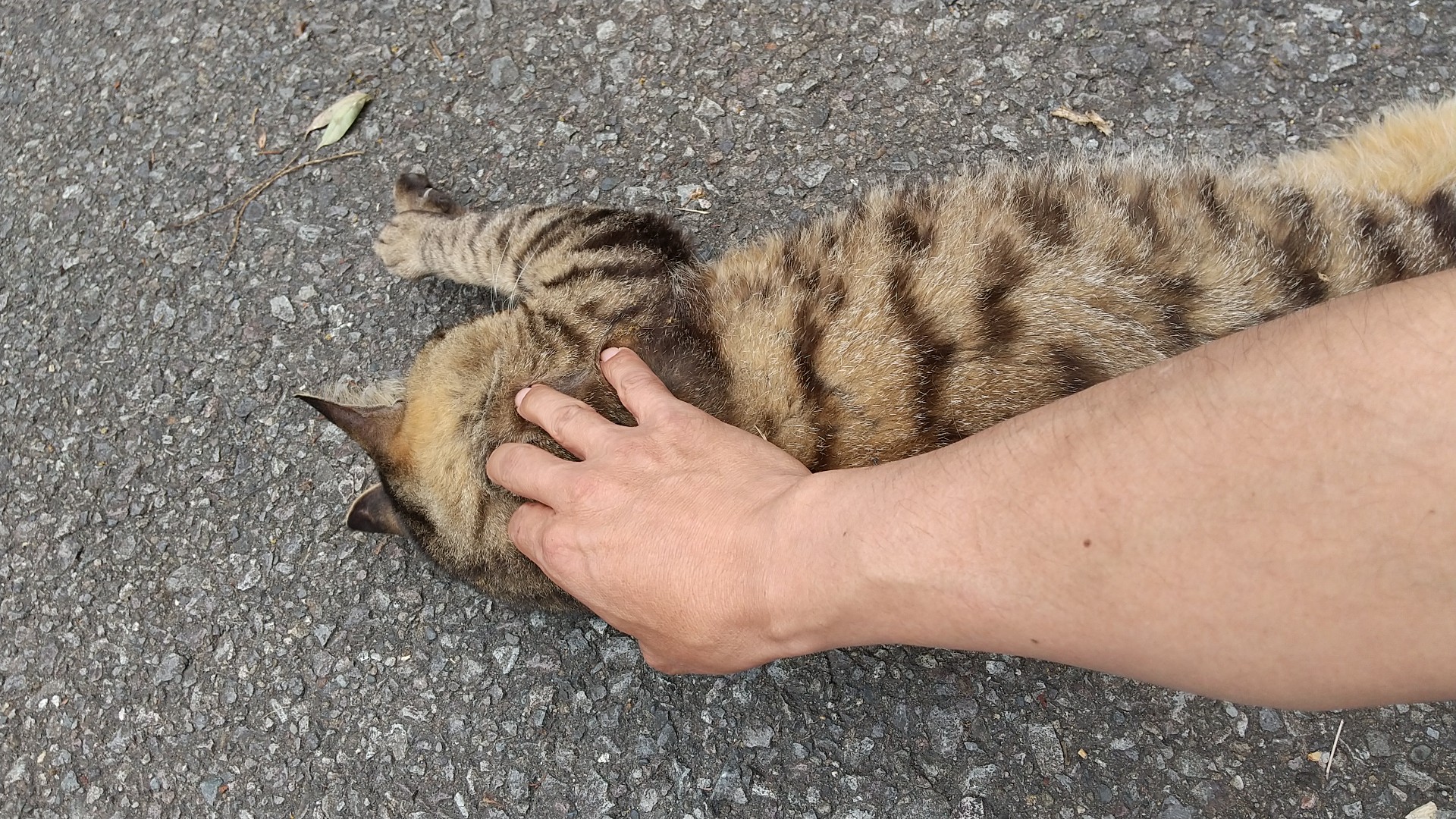 ドライブ けんごさんの米ノ山 日向市 の活動日記 Yamap ヤマップ