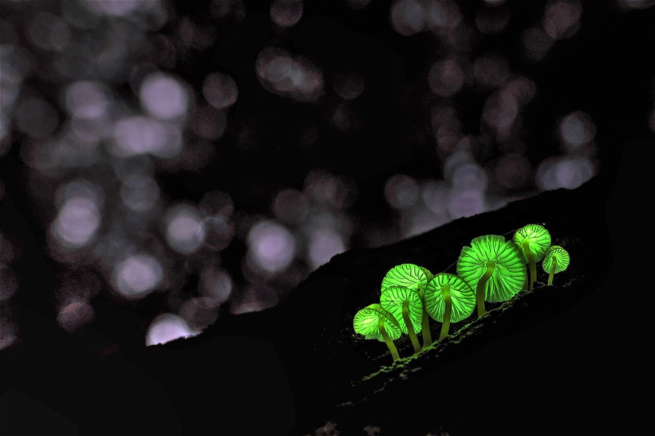 光るキノコ観賞会のお知らせ コータローさんの横倉山の活動日記 Yamap ヤマップ