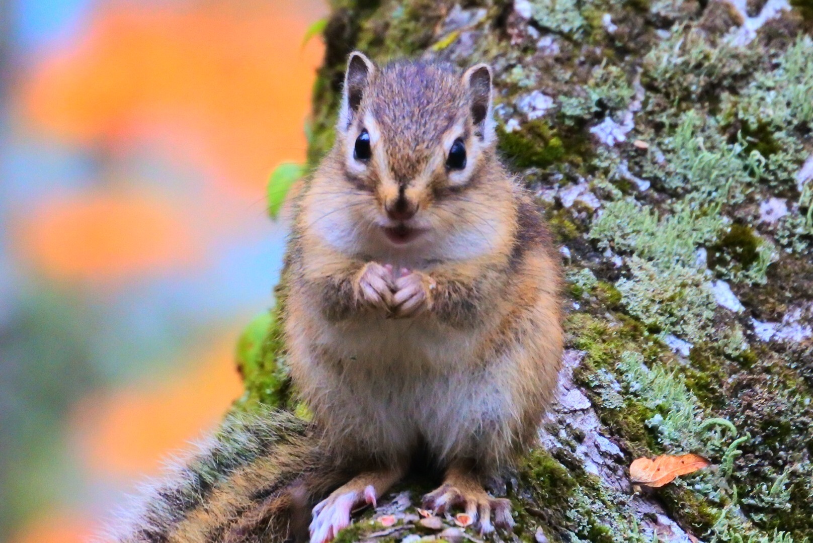 リスさんに会いに 鈴北岳 Korokoroさんの藤原岳 御池岳の活動データ Yamap ヤマップ