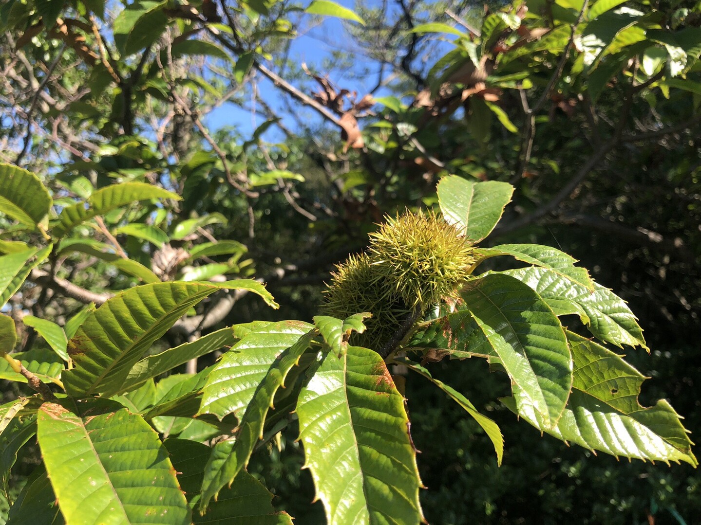 岩巣山 残暑の低山は虫だらけ みわたんさんの岩巣山 三国山 折平山の活動日記 Yamap ヤマップ