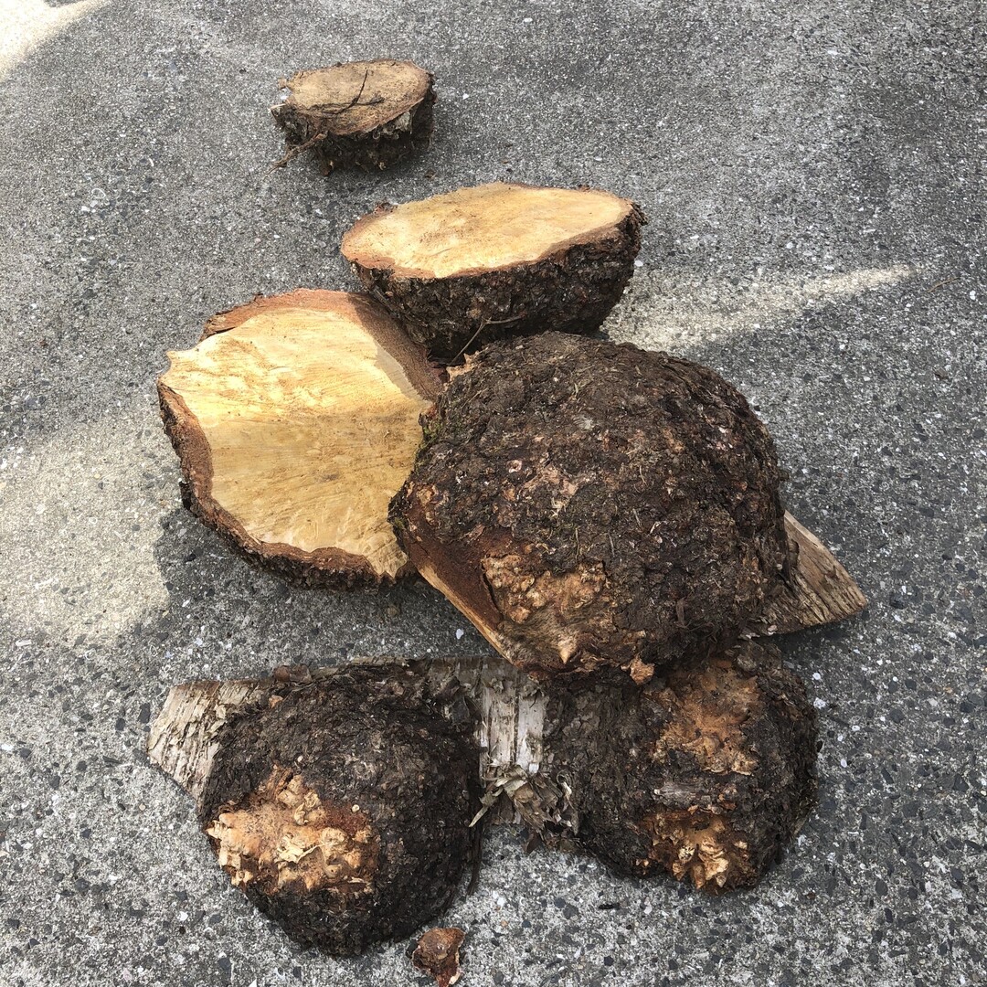 白樺　コブ　瘤　ククサ　　一点もの　ソロキャン 白樺 コブ 瘤 ククサ 一点もの ソロキャン 白樺 コブ 瘤 ククサ 一点