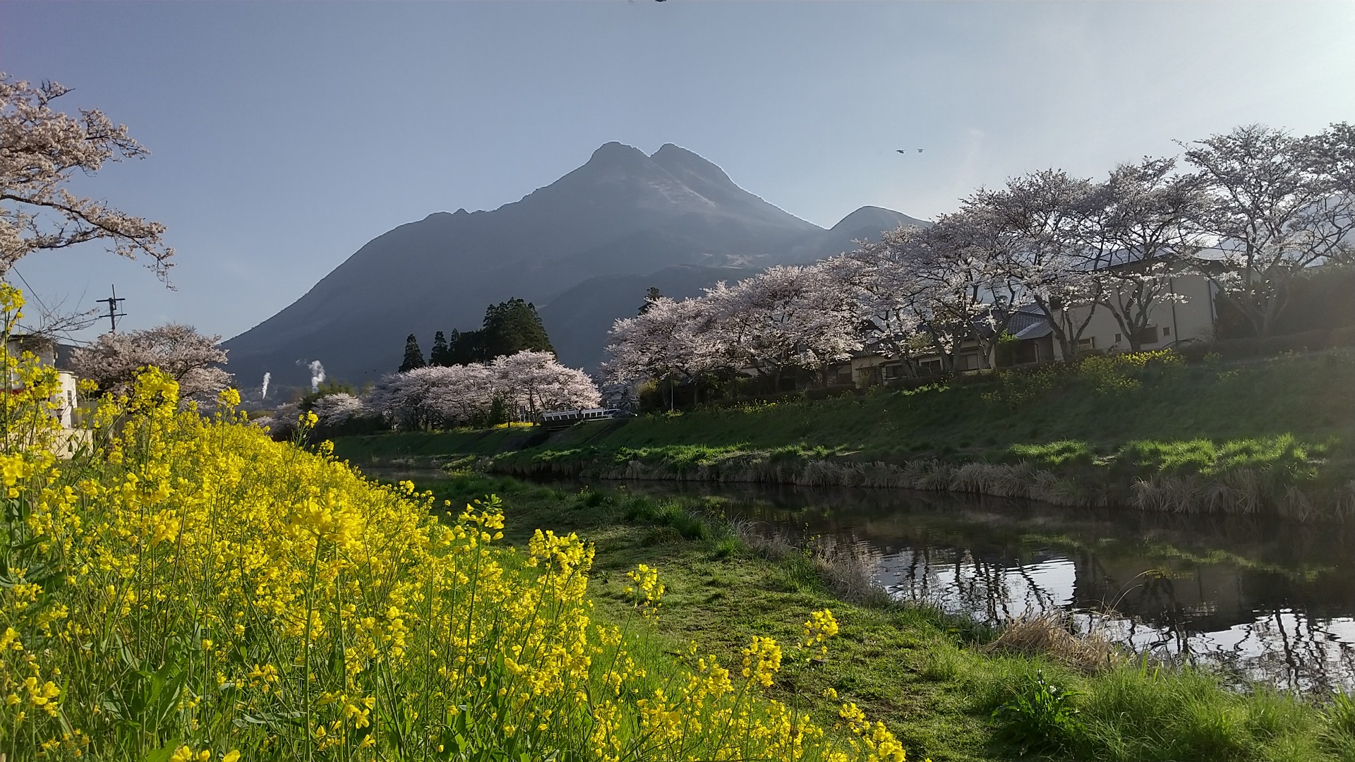 初 飛岳と湯布院の桜 よんちゃんさんの由布岳 鶴見岳の活動データ Yamap ヤマップ