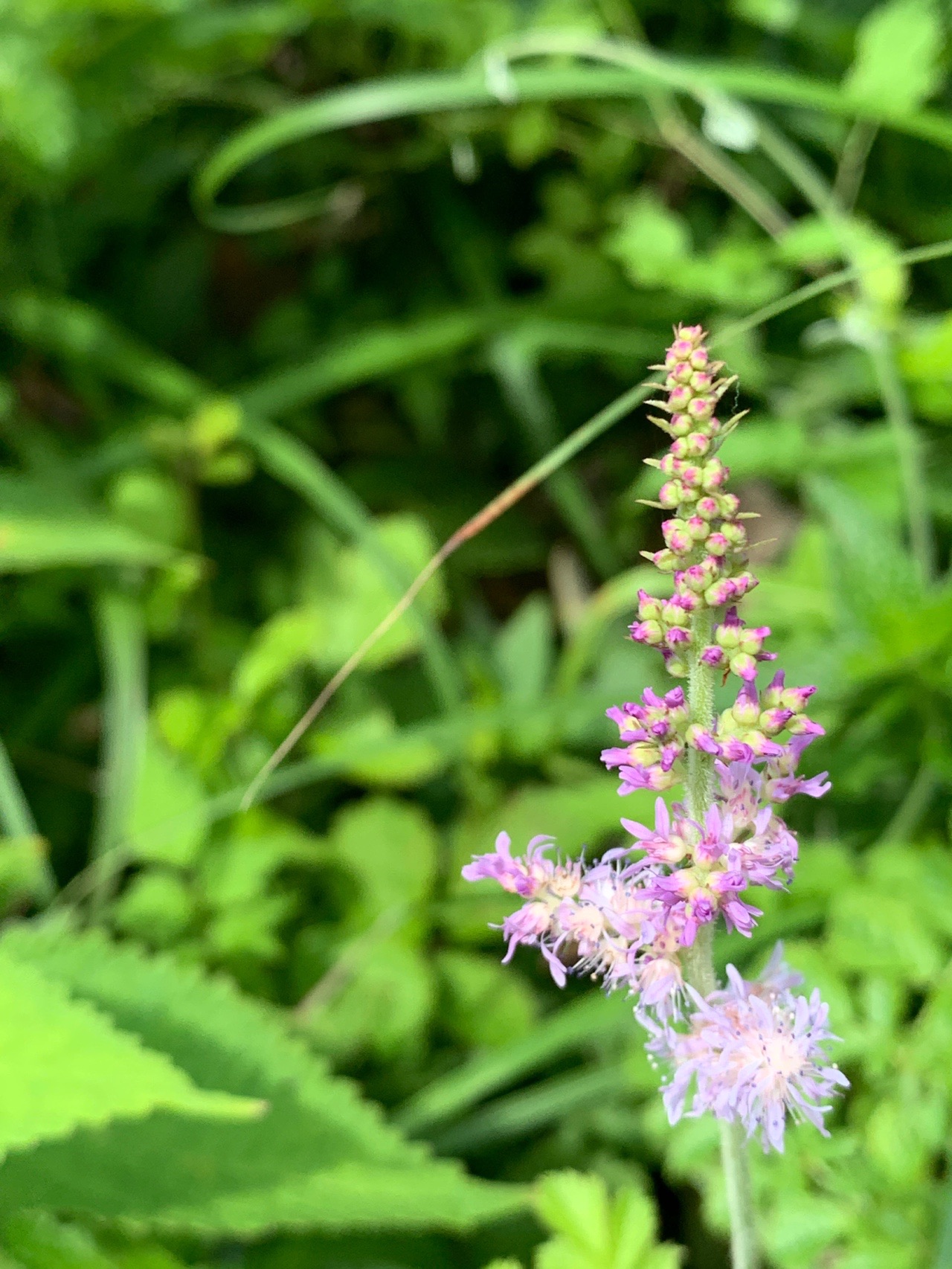 陣馬山で花探し Atto Rieさんの高尾山 陣馬山 景信山の活動データ Yamap ヤマップ