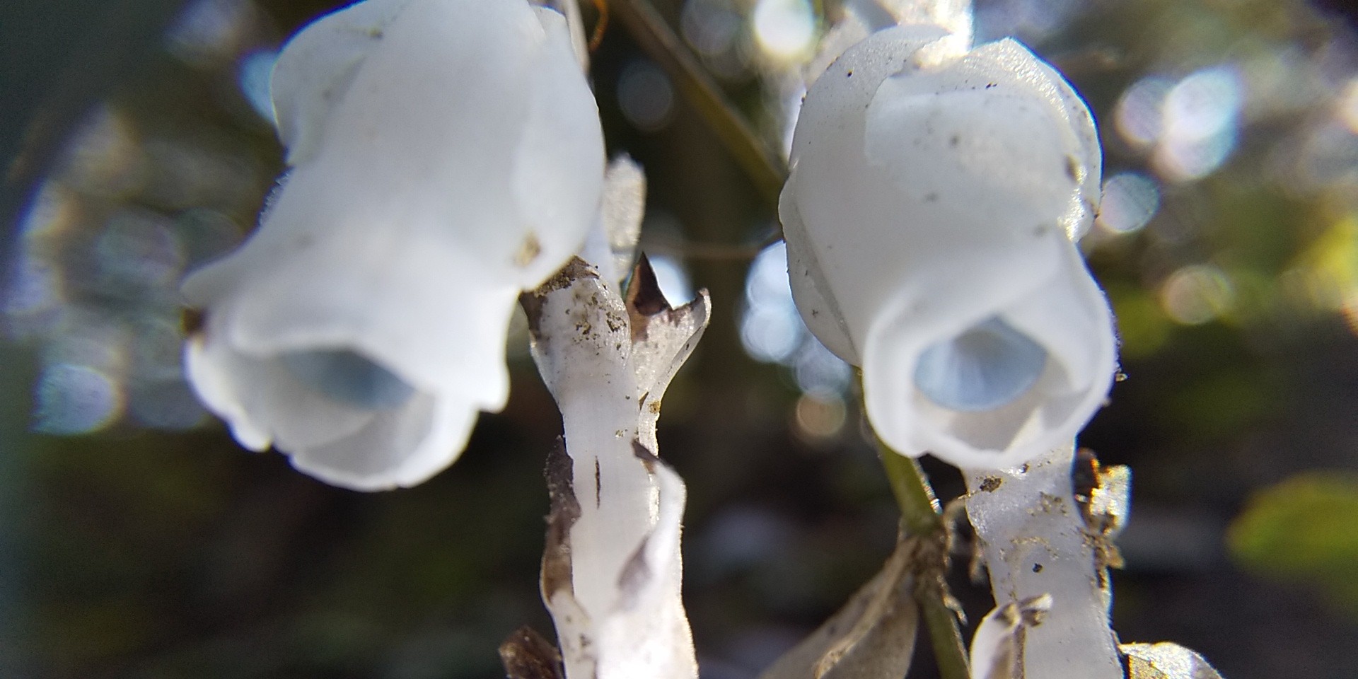 ギンリョウソウ 銀竜草 腐生植物 ユウレ ゆうこさんのモーメント Yamap ヤマップ