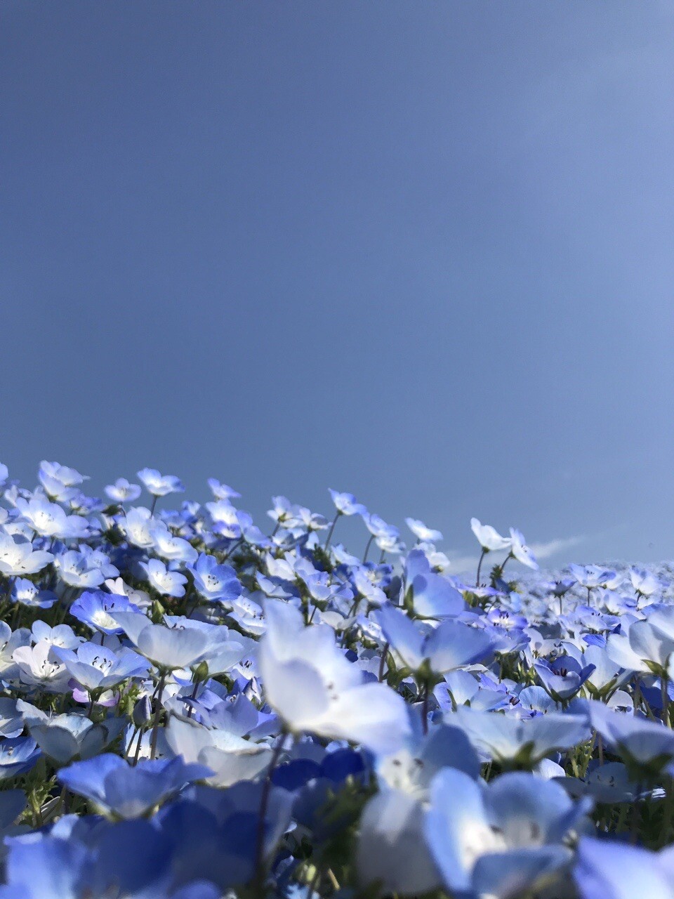 動画あり ひたち海浜公園 ネモフィラ乱舞 ノッポ男さんのウォーキングの活動データ Yamap ヤマップ
