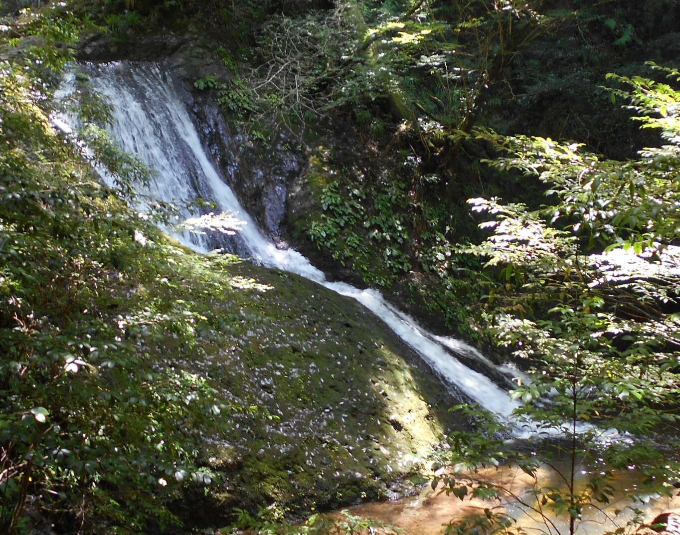 阿寺の七滝はイワタバコがビッシリ 山キチ２さんの鳶ノ巣山の活動日記 Yamap ヤマップ