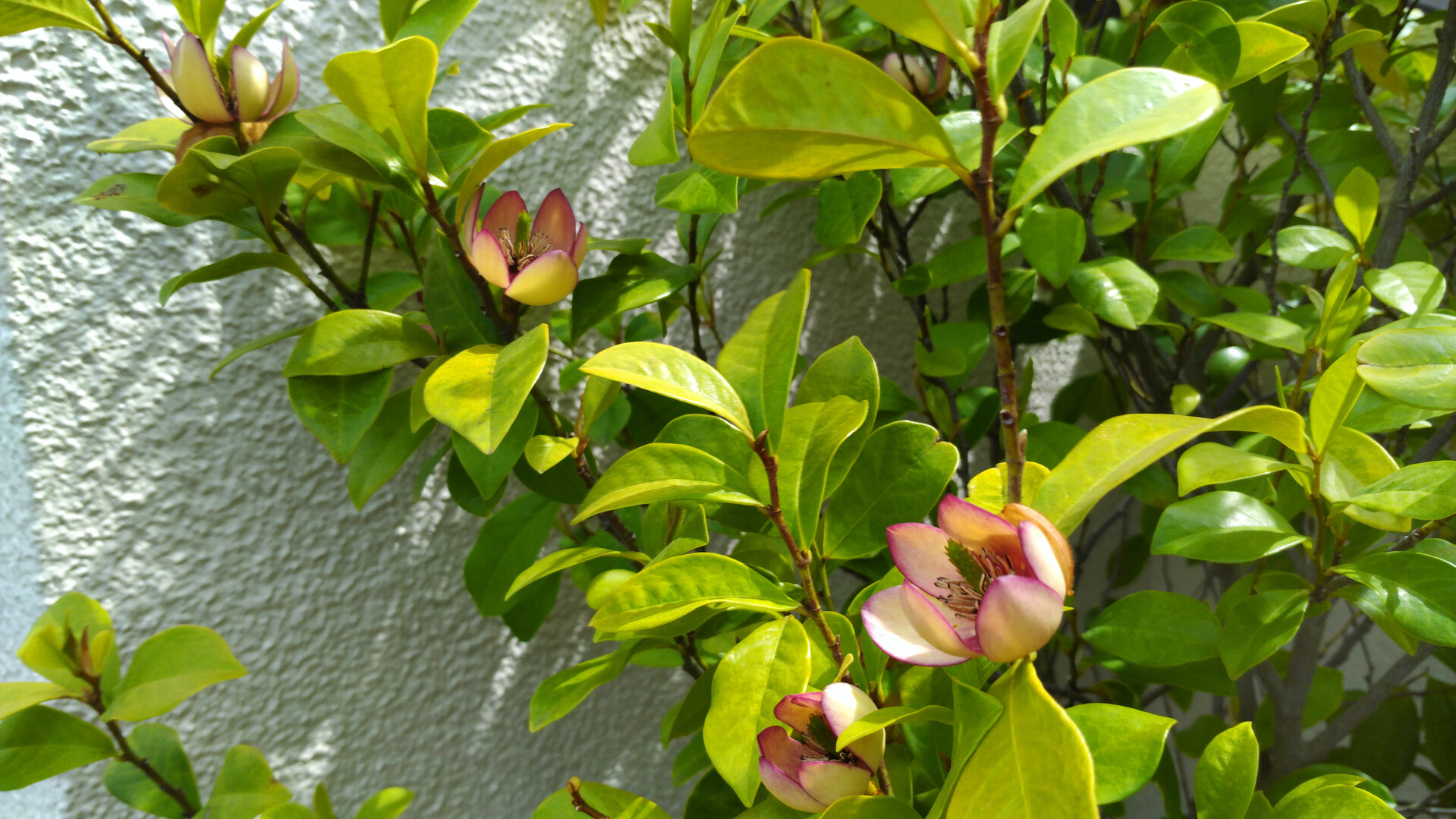 鬼門封じに植えてる門前の 唐種招霊 カ Laofang 老芳 さんのモーメント Yamap ヤマップ
