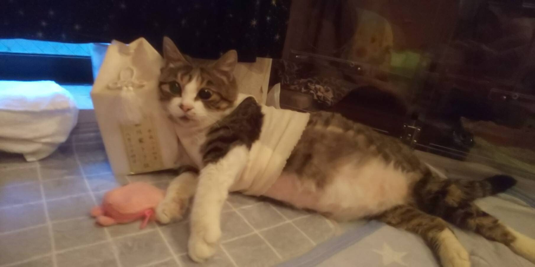 エリ ありがとう これからもずっと 松戸市の写真94枚目 朝 私が目を覚ますとエリは先代猫の骨壺に Yamap ヤマップ