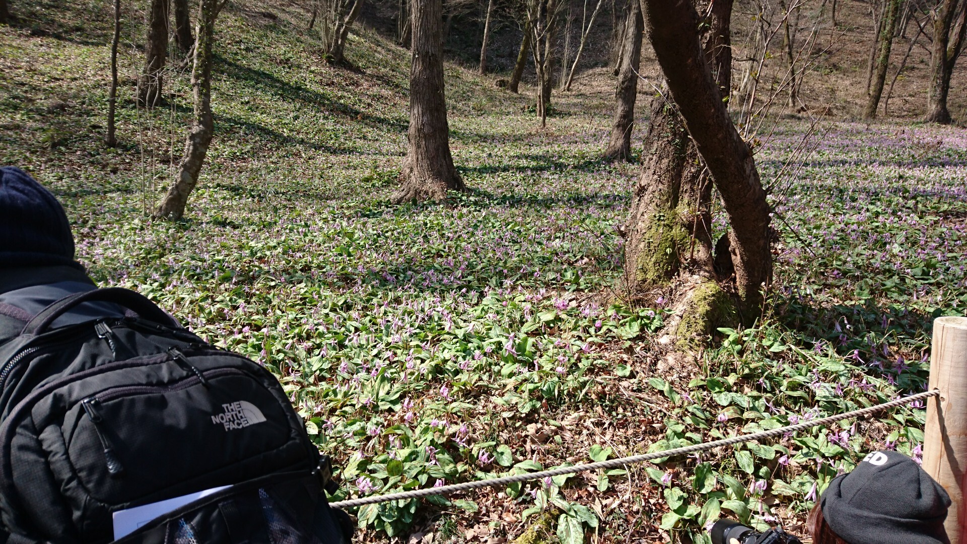 鳩吹山 カタクリ 継鹿尾山 寂光院 Prius7936さんの鳩吹山の活動日記 Yamap ヤマップ