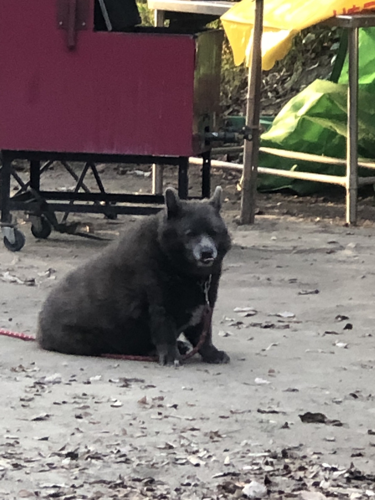 道の駅 市川 柴又帝釈天へ バイクでgo ぴよぴよさんのサイクリングの活動データ Yamap ヤマップ