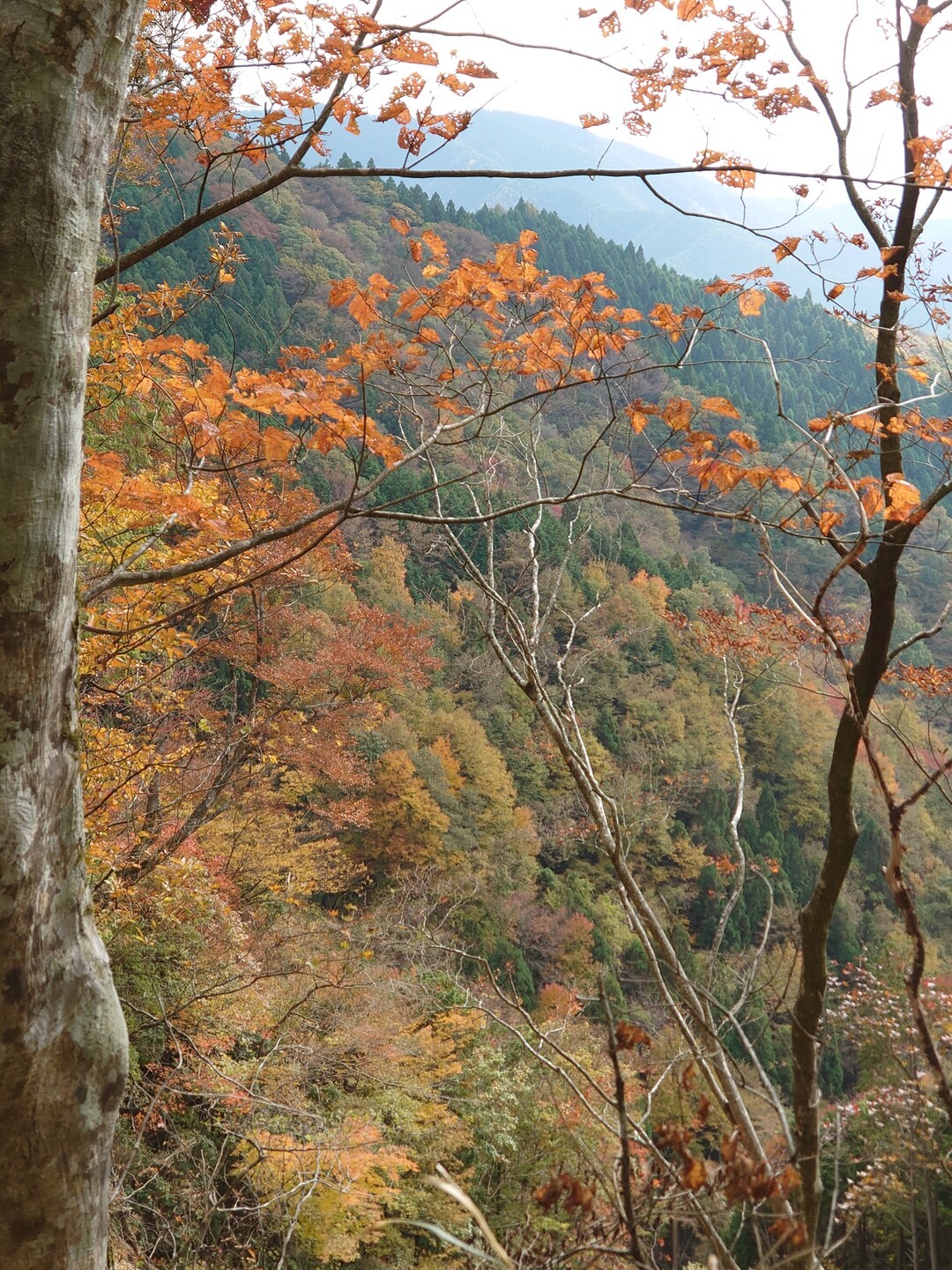 紅葉の金剛山 金剛山 二上山 大和葛城山の写真12枚目 Yamap ヤマップ