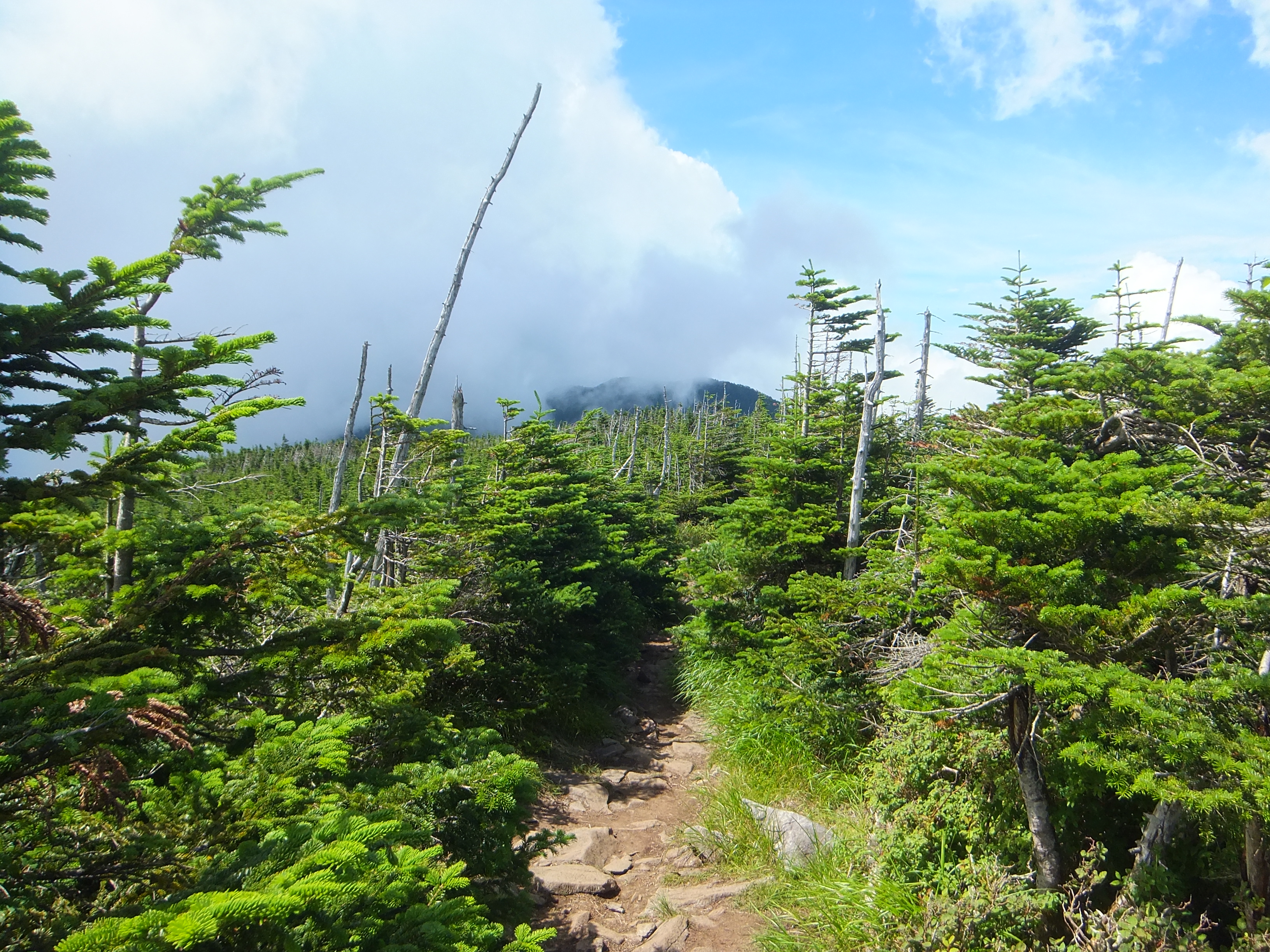 北八ヶ岳ﾛｰﾌﾟｳｪｲ ﾁｯﾁｮﾘｰﾅ登山 縞枯山 茶臼山 Massi さんの蓼科山 横岳 縞枯山の活動データ Yamap ヤマップ