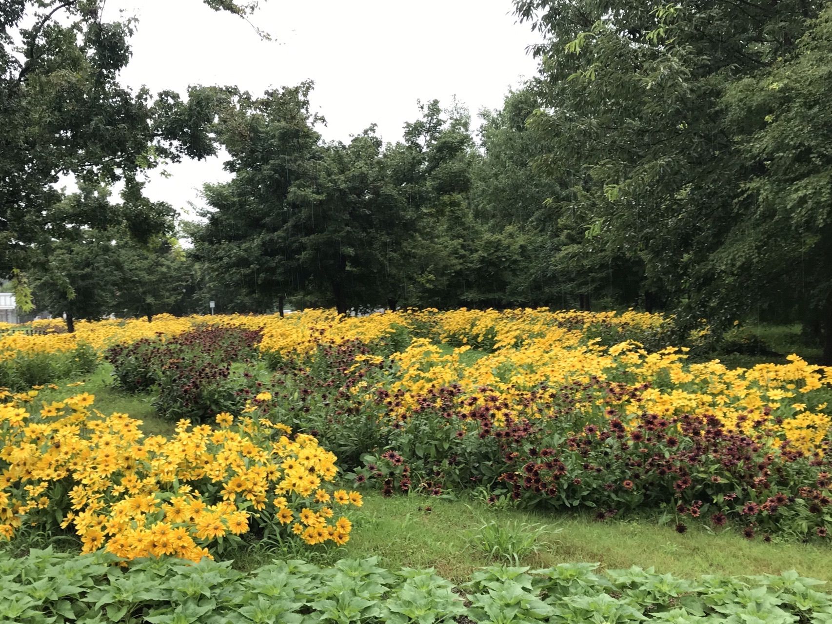 馬見丘陵公園 雨と雨上がり カズさんのウォーキングの活動日記 Yamap ヤマップ