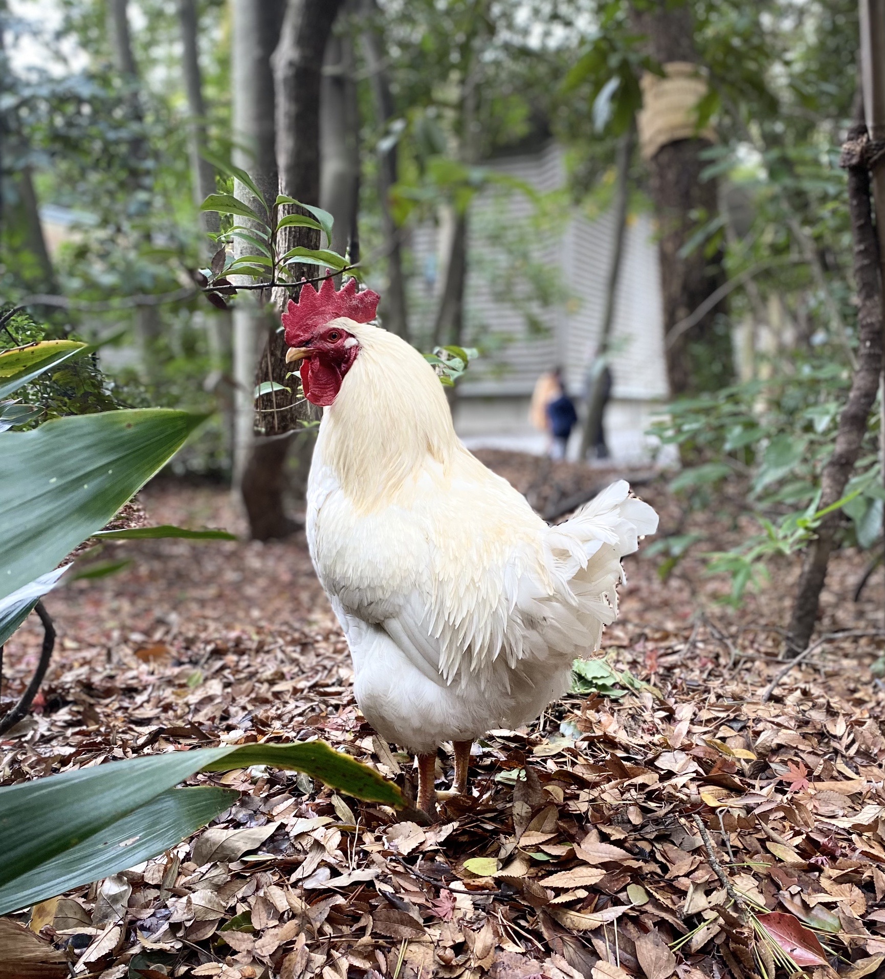 どえりゃあ疲れた 熱田神宮と神鶏様 名古屋城 Emirunさんの名古屋市の活動データ Yamap ヤマップ