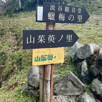 岩湧山・一徳防山・三石山 そして本日のメインエベント
蝋梅の里に到着です♪

サンシュユの里でもあるのか
蝋梅に似た黄色い花ですね
また違う時期なのかな