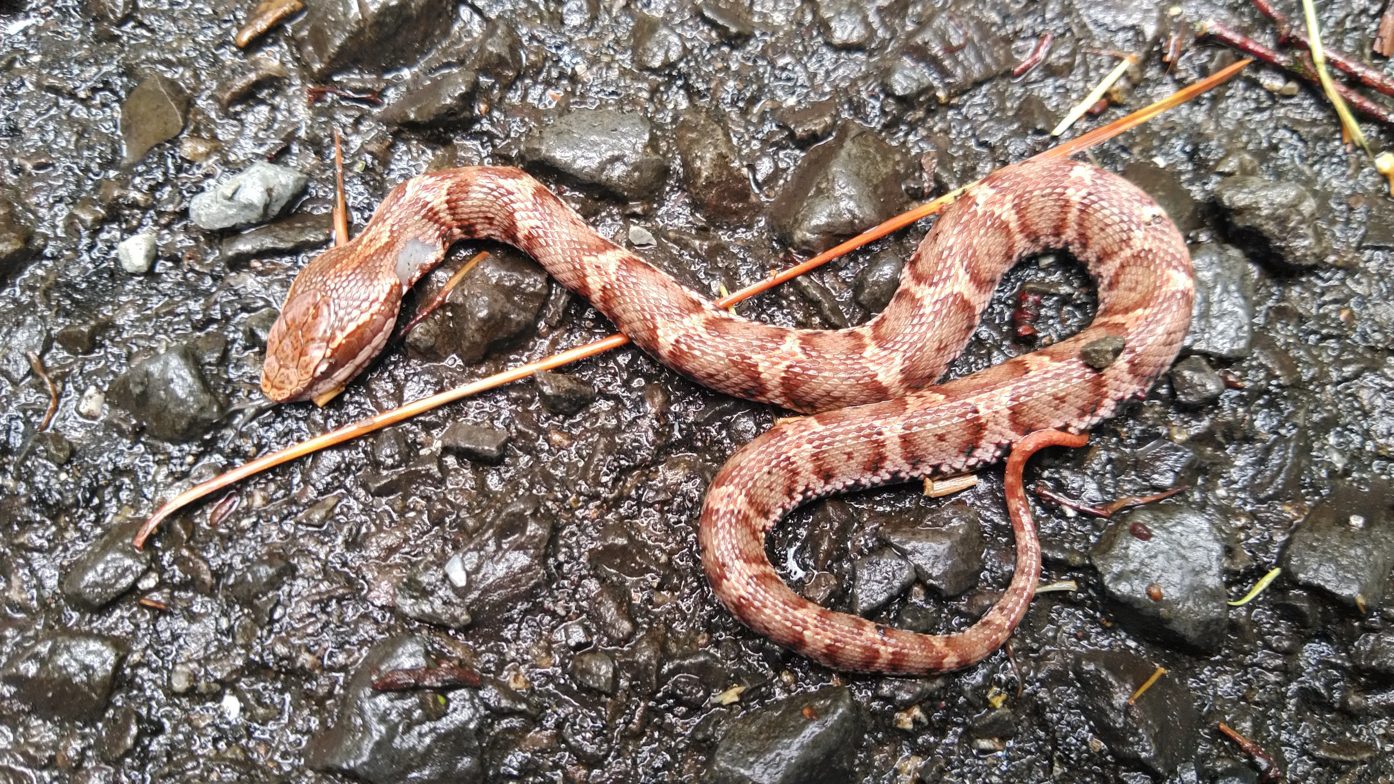 大麻 おおさ 山 象頭山 琴平山 愛宕山 Wantaさんの大麻山 象頭山 琴平山の活動日記 Yamap ヤマップ