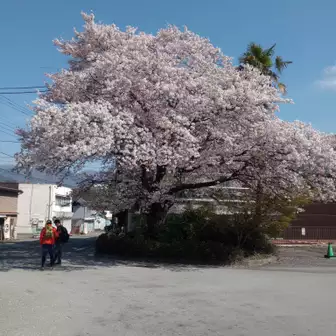 駅前の桜は満開