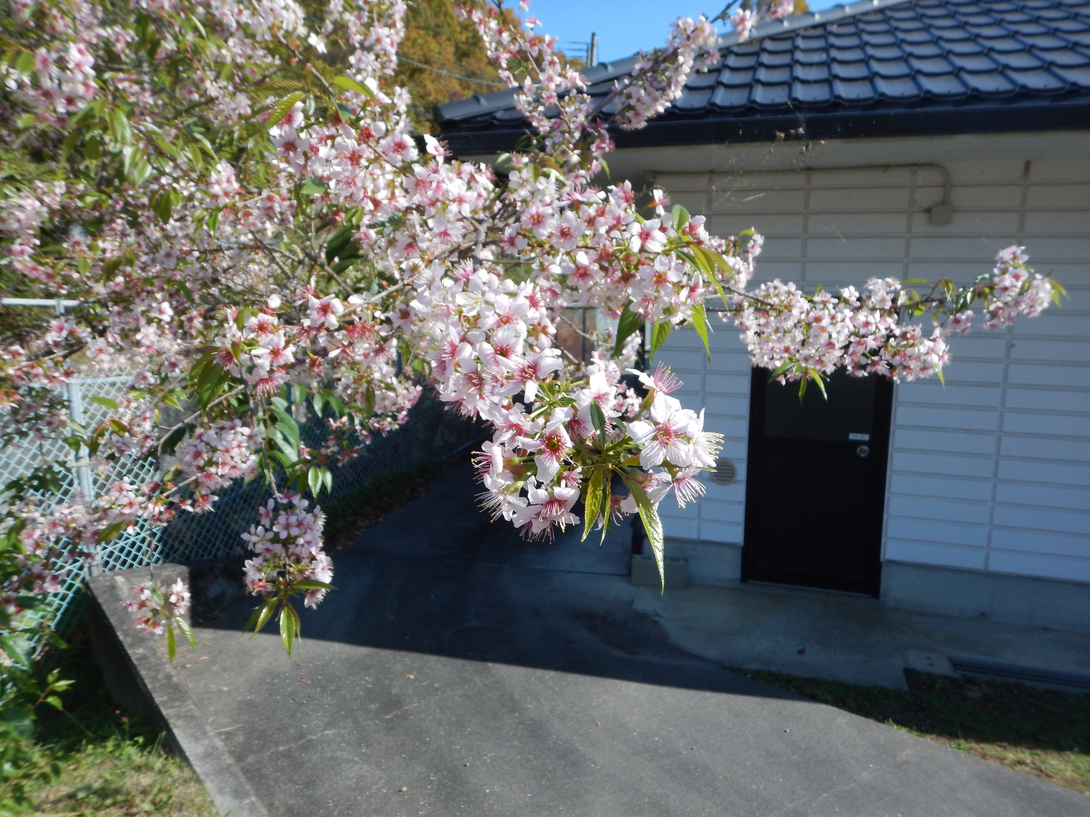 自宅から和歌山県植物公園 緑花センターまでサイクリング なかむらさんの和歌山市の活動データ Yamap ヤマップ