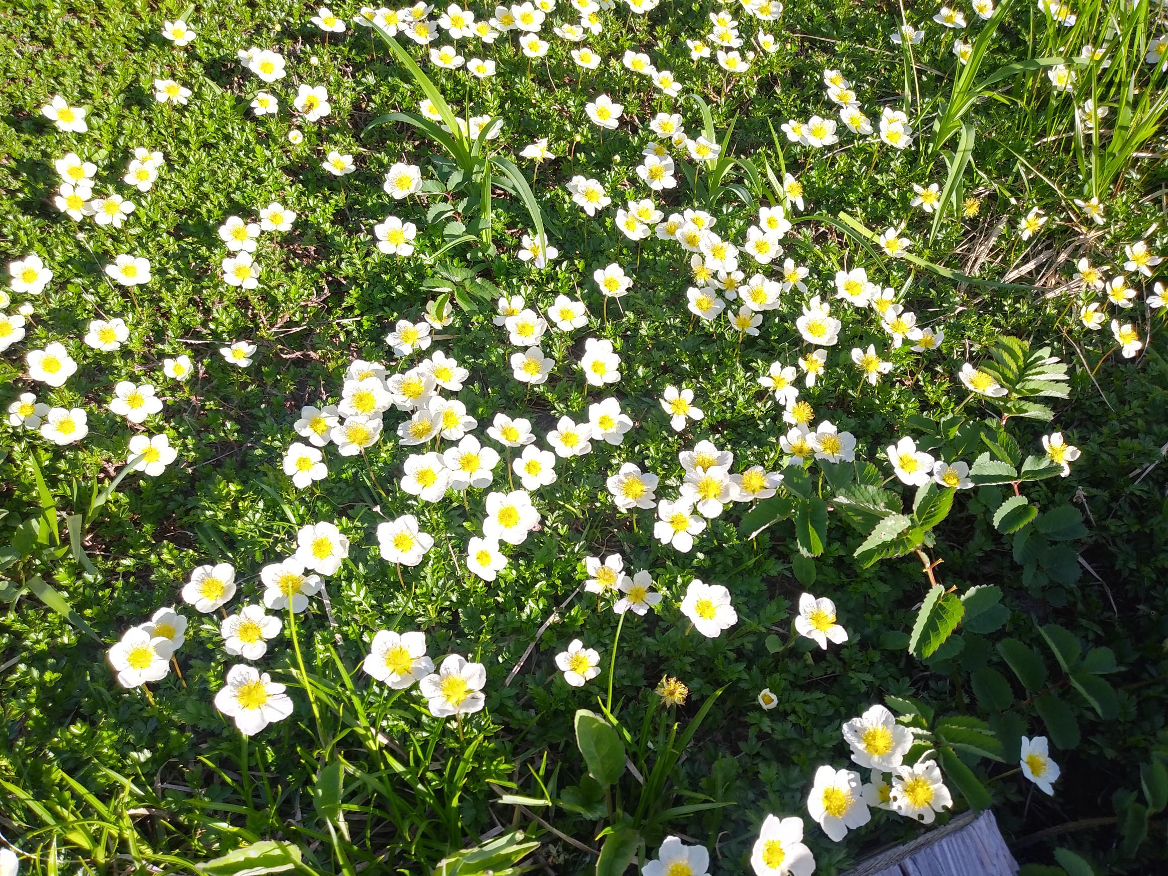 高山植物 備忘録 とめさんの大雪山系 旭岳 トムラウシの活動日記 Yamap ヤマップ