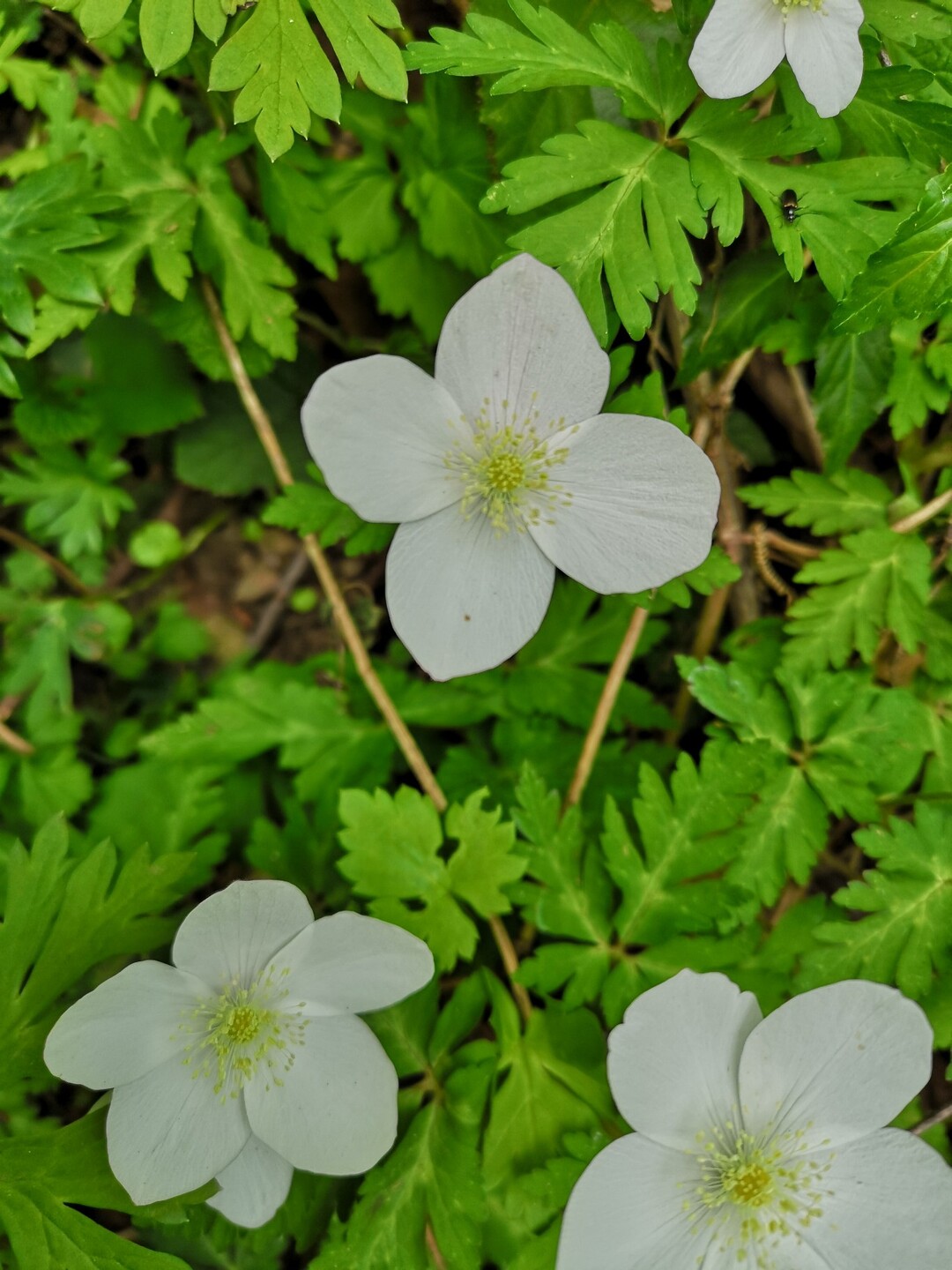 ５枚花弁のニリンソウの花園で4枚花弁 6 くりむとさんのモーメント Yamap ヤマップ