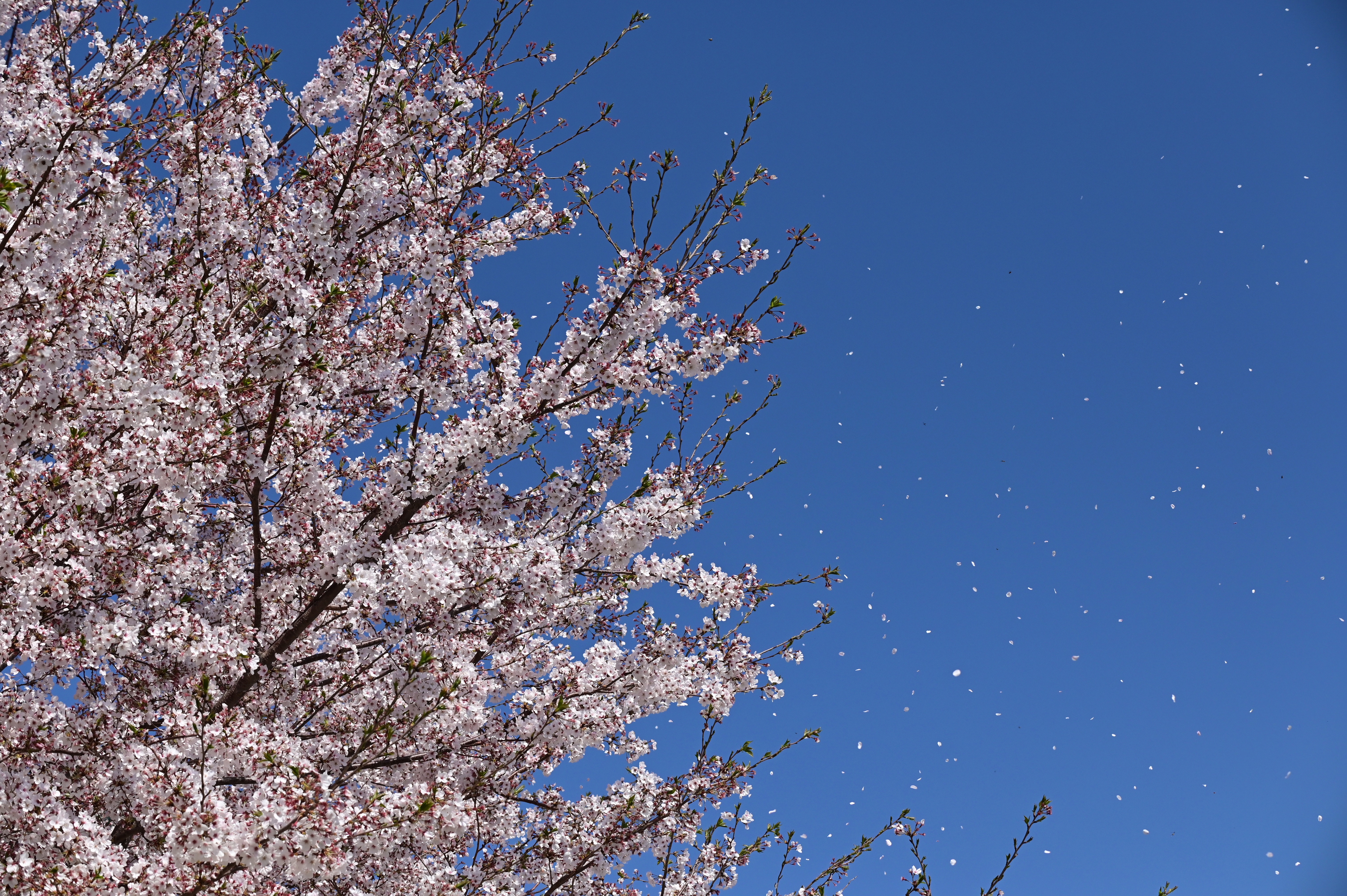 長崎鼻の菜の花と桜舞い散る粟島神社巡り Kujusanさんの六郷満山 国東半島 の活動データ Yamap ヤマップ