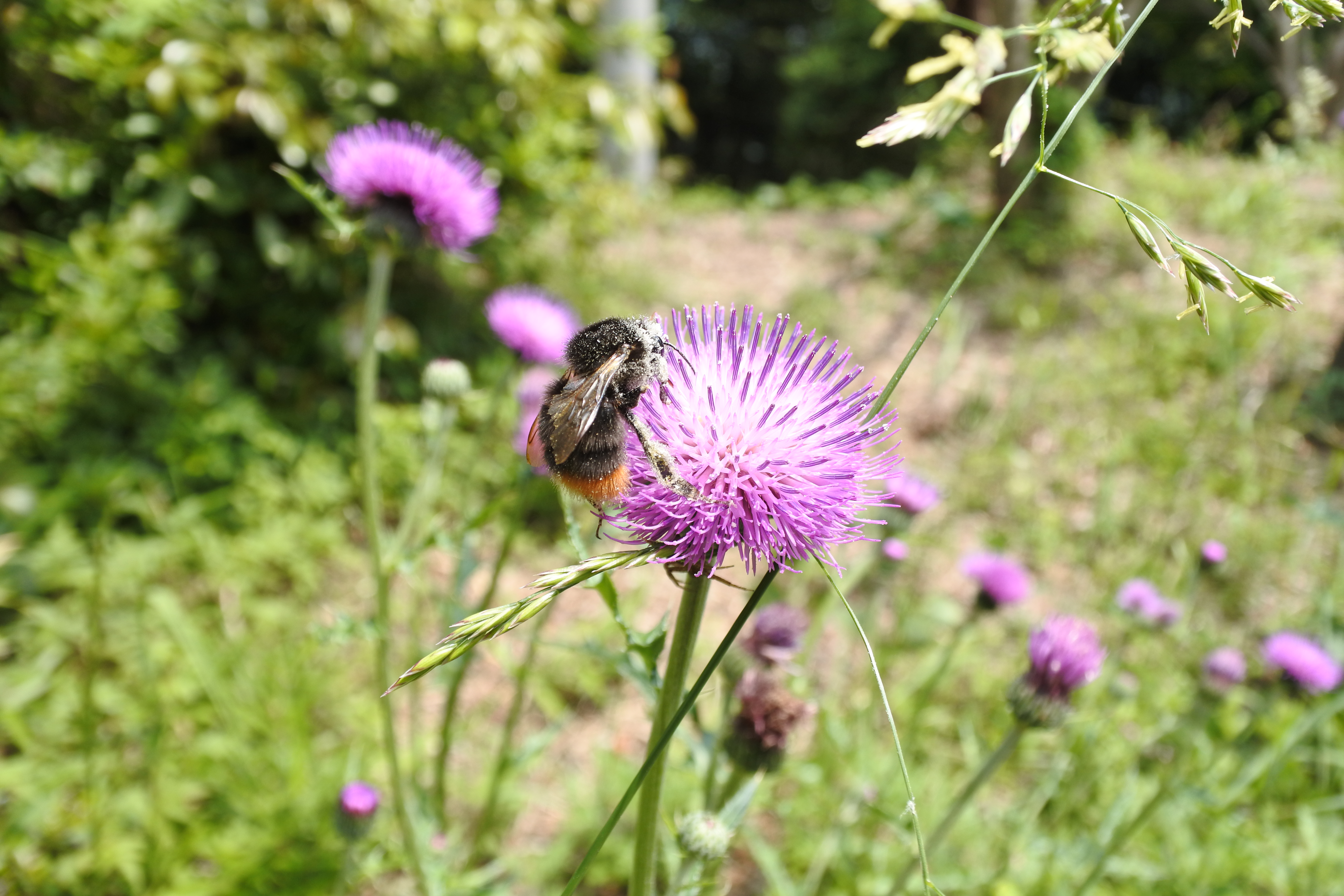 虚空蔵山公園お散歩昆虫出会い ボブオさんの御船山の活動データ Yamap ヤマップ