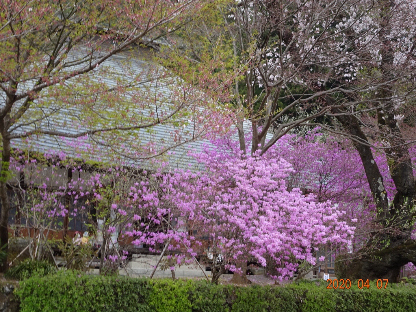 馬頭刈尾根から乙津花の里 サコbaさんの大岳山 御岳山 御前山の活動データ Yamap ヤマップ