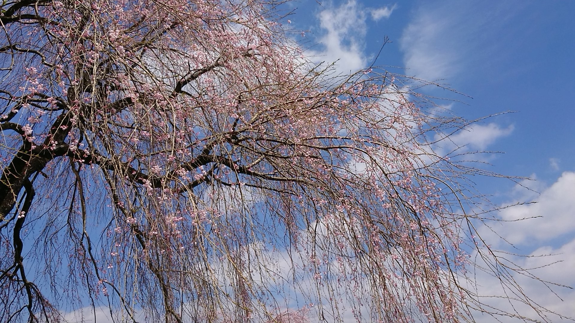 五ヶ瀬の浄専寺のしだれ桜19 03 31 Shiroさんの揺岳 祇園山の活動データ Yamap ヤマップ