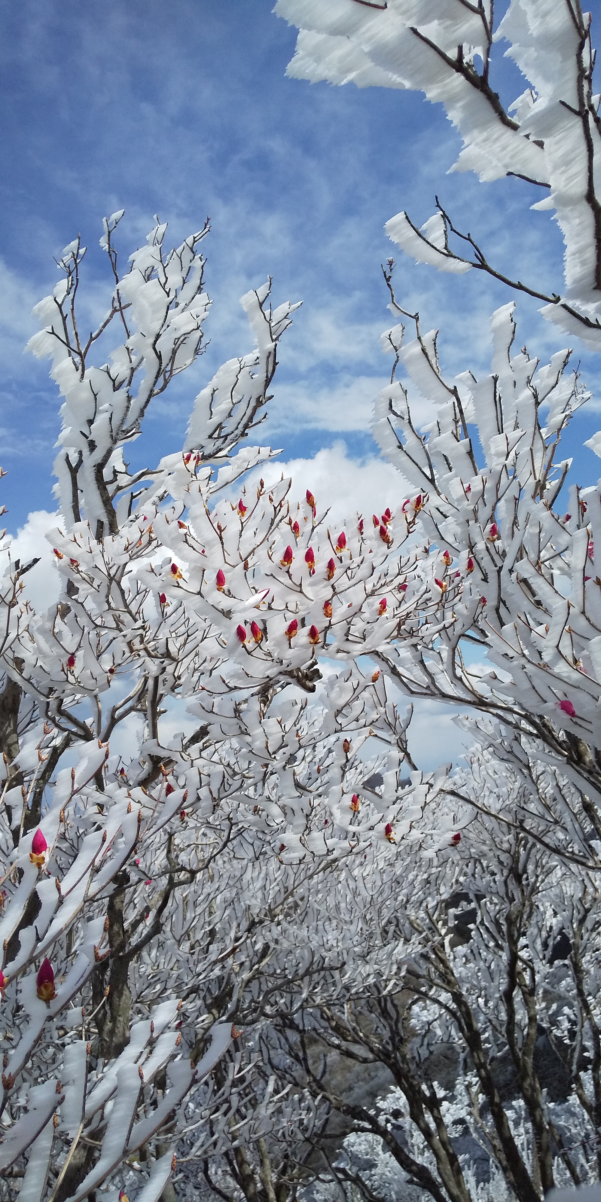 親父山 障子岳 黒岳 三尖 山ちゅんさんの祖母山の活動データ Yamap ヤマップ