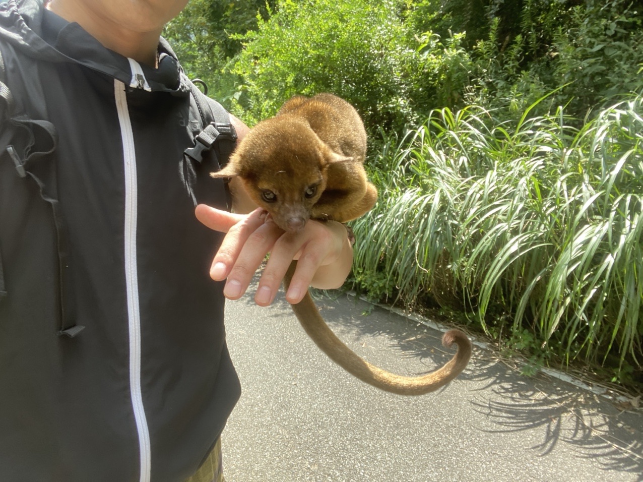 金山 サルっぽいアライグマをゲットした えねるさんの脊振山 金山の活動データ Yamap ヤマップ
