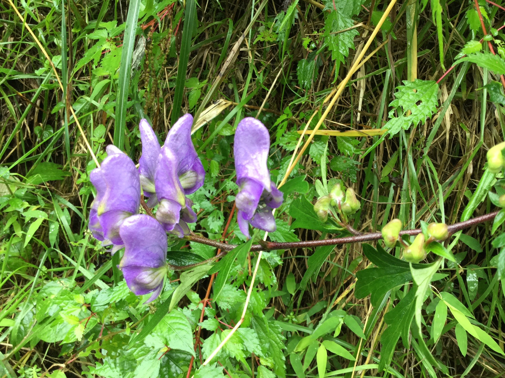 天山 トリカブト ハナカズラ トリカブト属 チィちゃんさんの天山 佐賀県 の活動データ Yamap ヤマップ