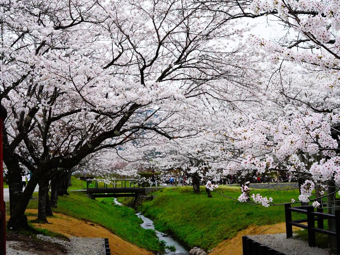 高知県香美市にある鏡野公園 今ちょうど桜... / yutaさんのモーメント YAMAP / ヤマップ