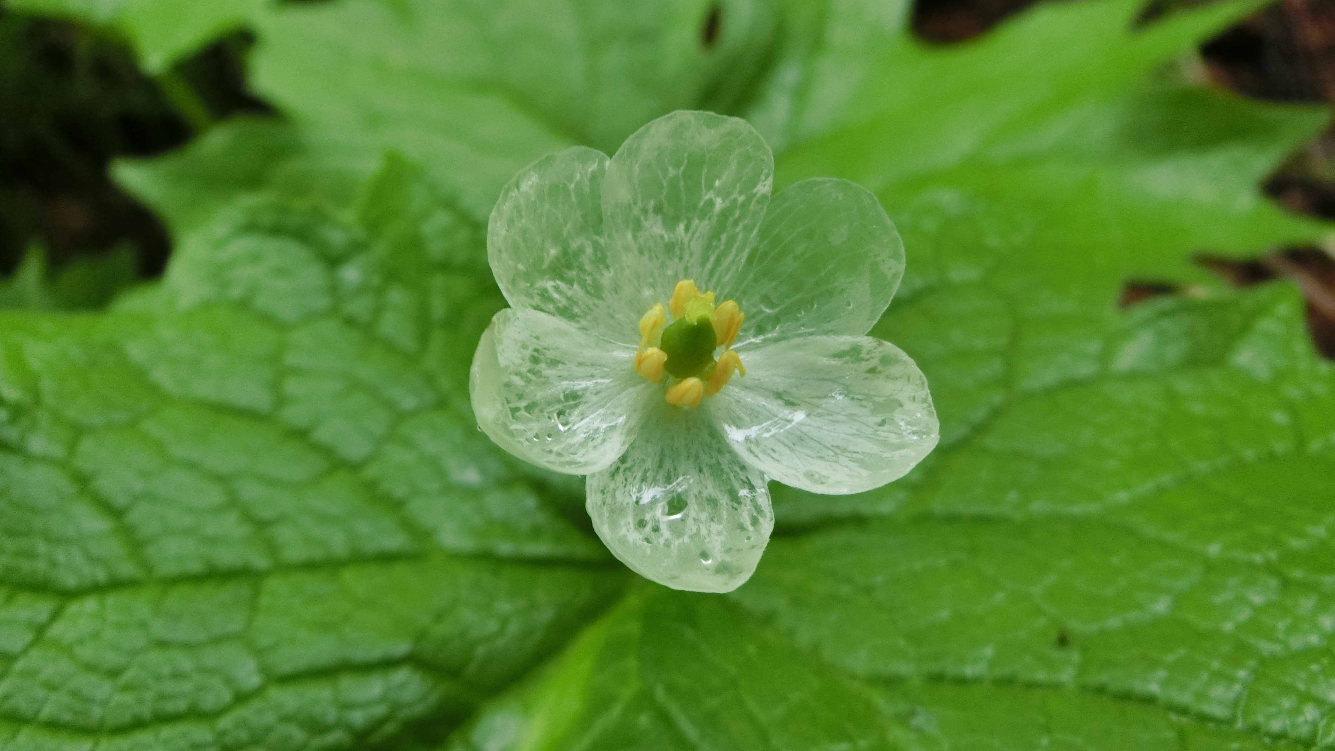 岩手県南部 スケスケのサンカヨウ祭り まさくんさんの北上市の活動日記 Yamap ヤマップ