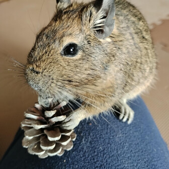 サクサク