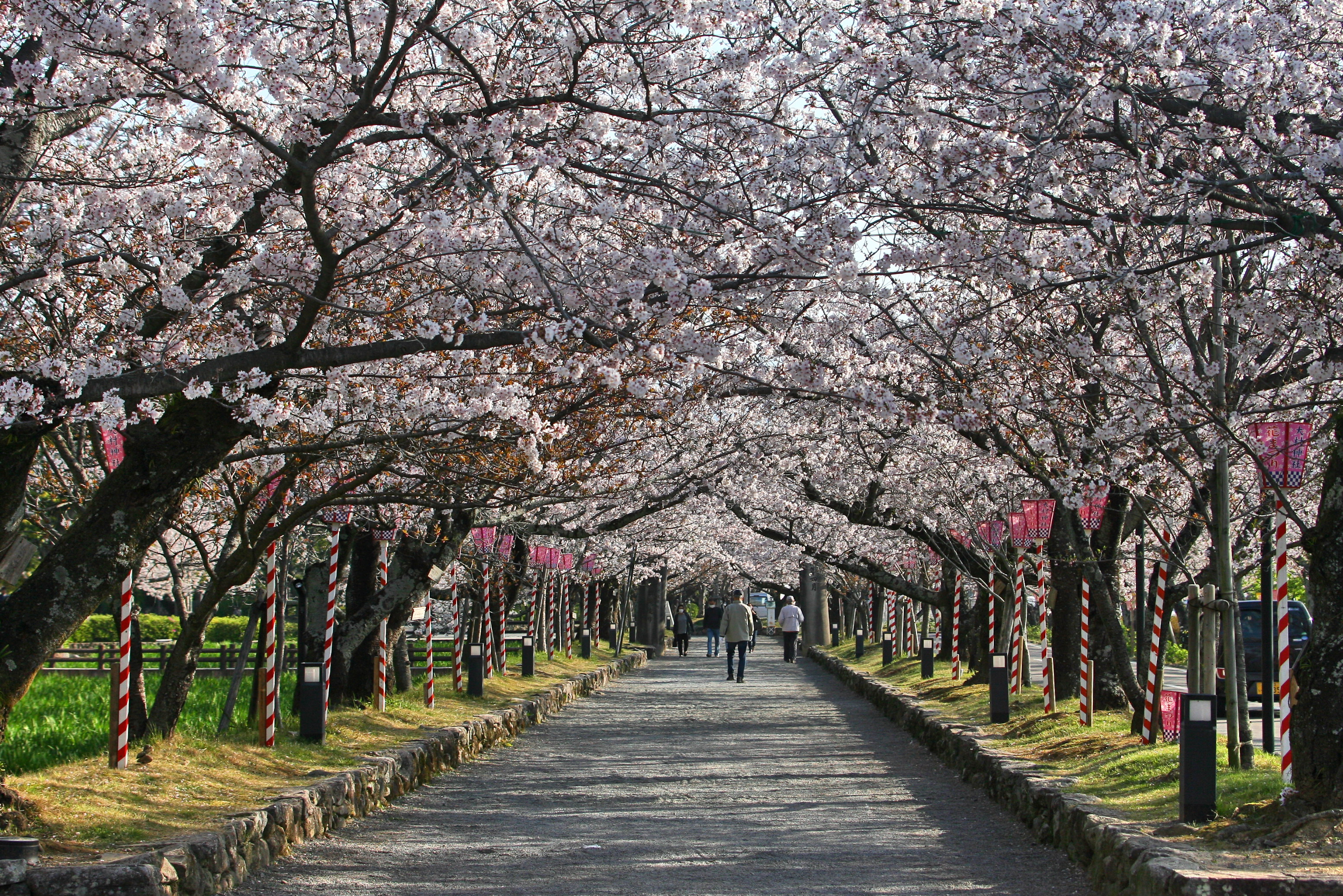 大村公園と玖島城の桜 森林浴 さんの大村市の活動日記 Yamap ヤマップ