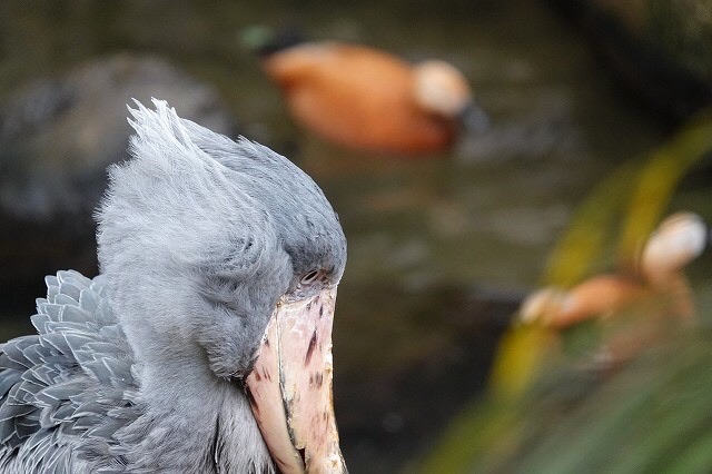 小さな御富士山 本日日本初公開 砂漠の天使スナネコの赤ちゃん Mochaさんの茶臼岳 那須岳 三本槍岳 赤面山の活動データ Yamap ヤマップ
