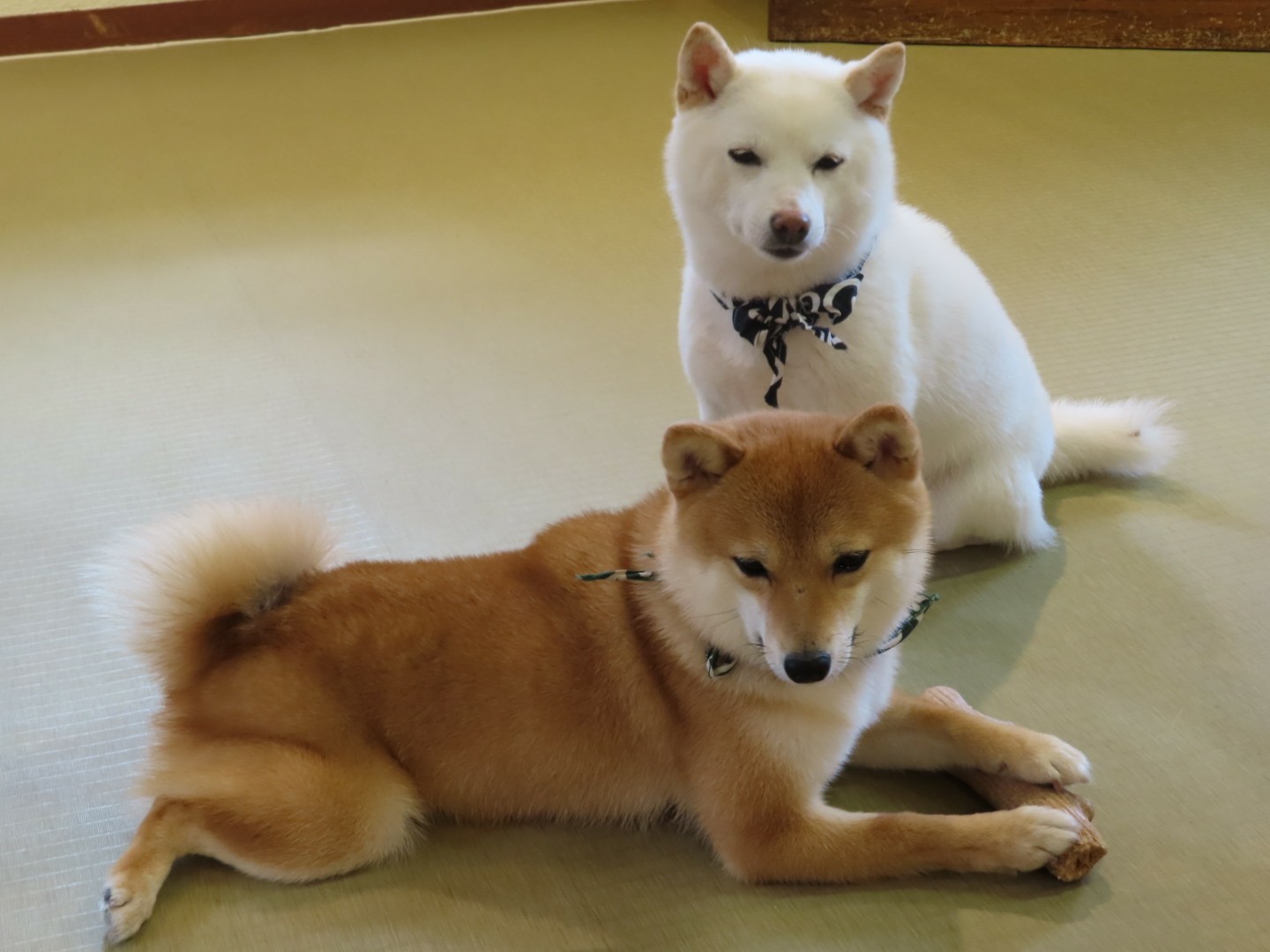 犬カフェ 猫カフェ ナンジョンさんの由布岳 鶴見岳の活動データ Yamap ヤマップ