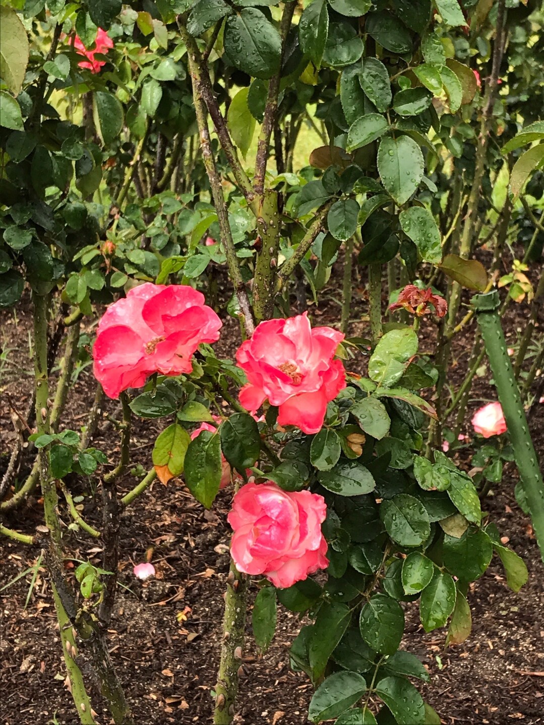 バラの花観賞 In石橋文化センターバラ園 19 10 18 はっぴいえんどさんの久留米市の活動日記 Yamap ヤマップ