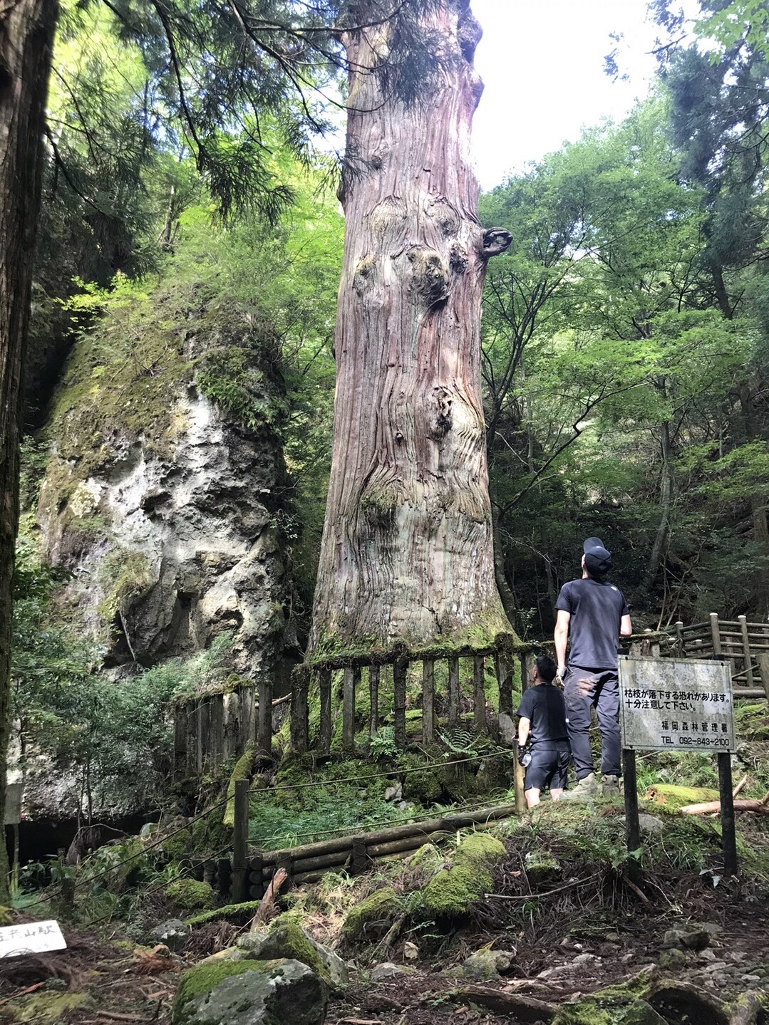 英彦山 鬼杉 天狗杉 アンリマンさんの英彦山の活動データ Yamap ヤマップ
