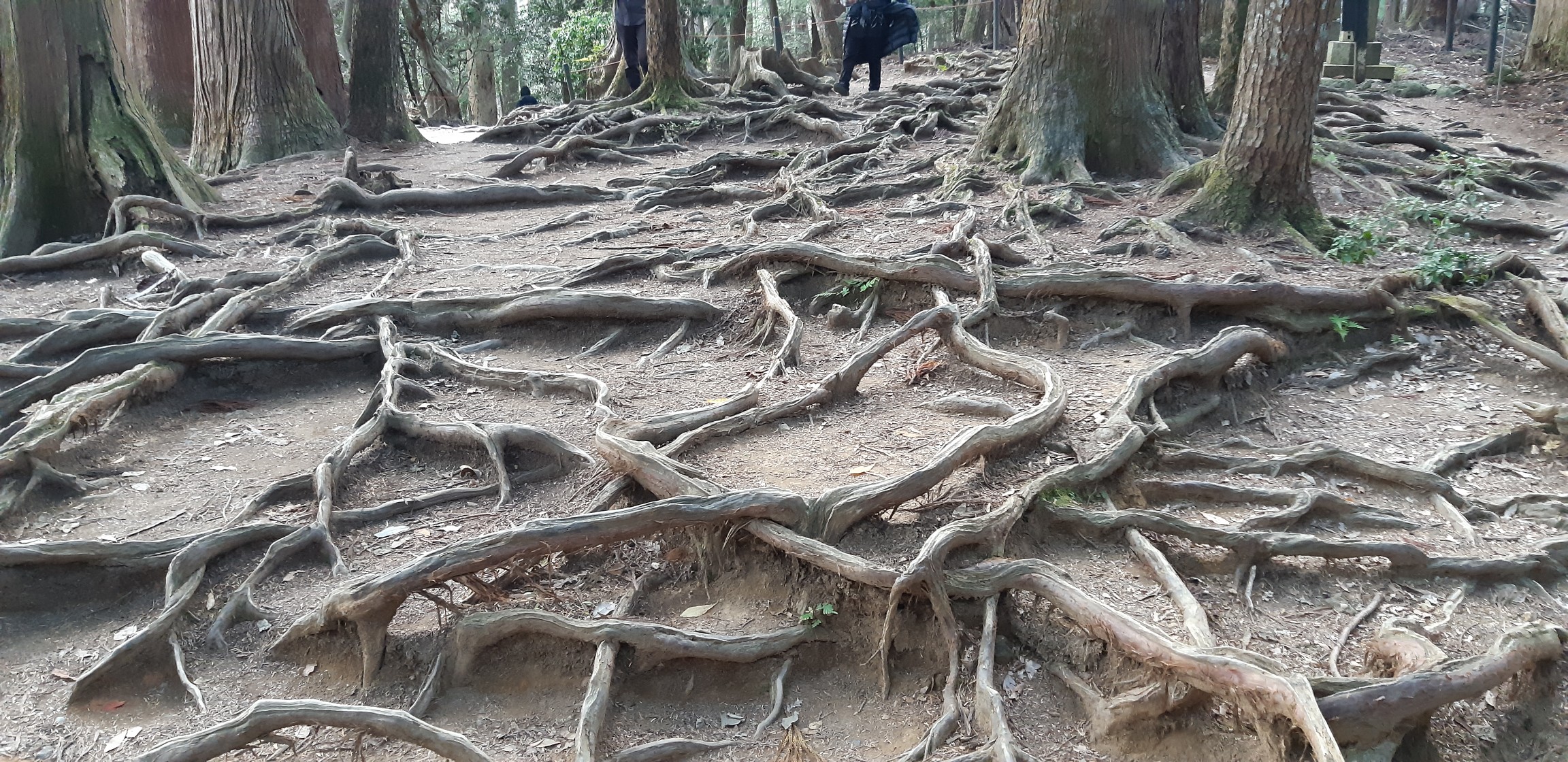 紅葉 貴船山 鞍馬山ハイキング 19 11 17 Araiotouさんの貴船山 鞍馬山の活動データ Yamap ヤマップ