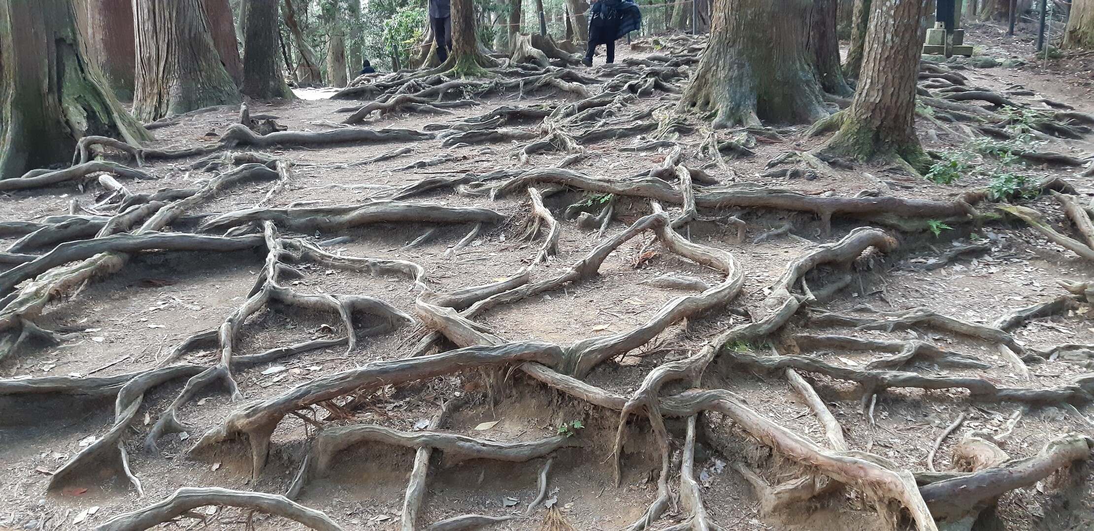 紅葉 貴船山 鞍馬山ハイキング 19 11 17 Araiotouさんの貴船山 鞍馬山の活動データ Yamap ヤマップ