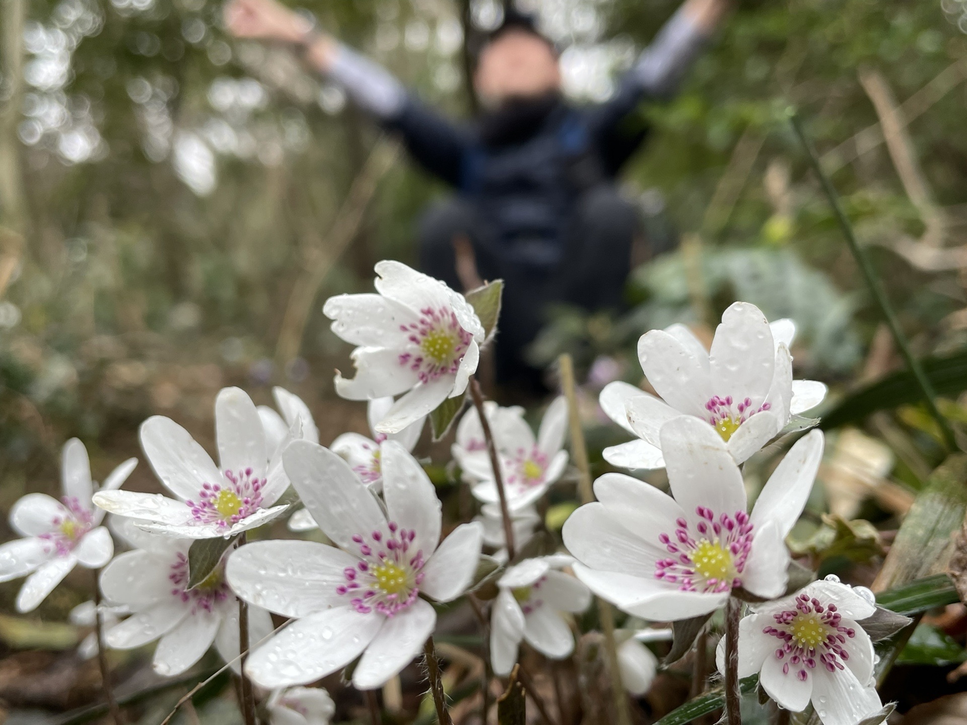 圧巻のオオミスミソウ角田山 フラワーけけまるさんの角田山の活動データ Yamap ヤマップ