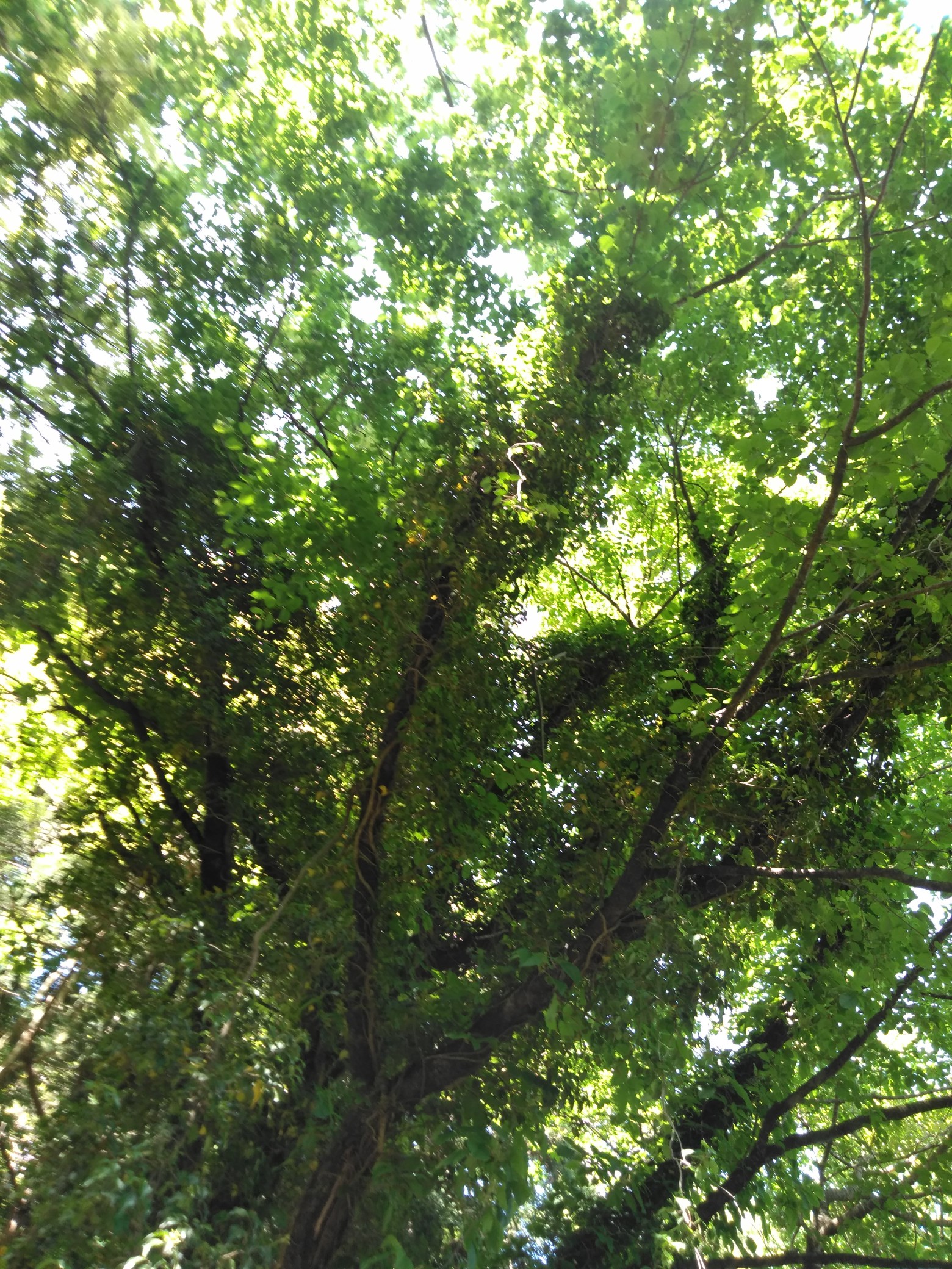 角田山湯の腰コース 稲島コース 仁箇堤 だんご虫さんの角田山の活動日記 Yamap ヤマップ