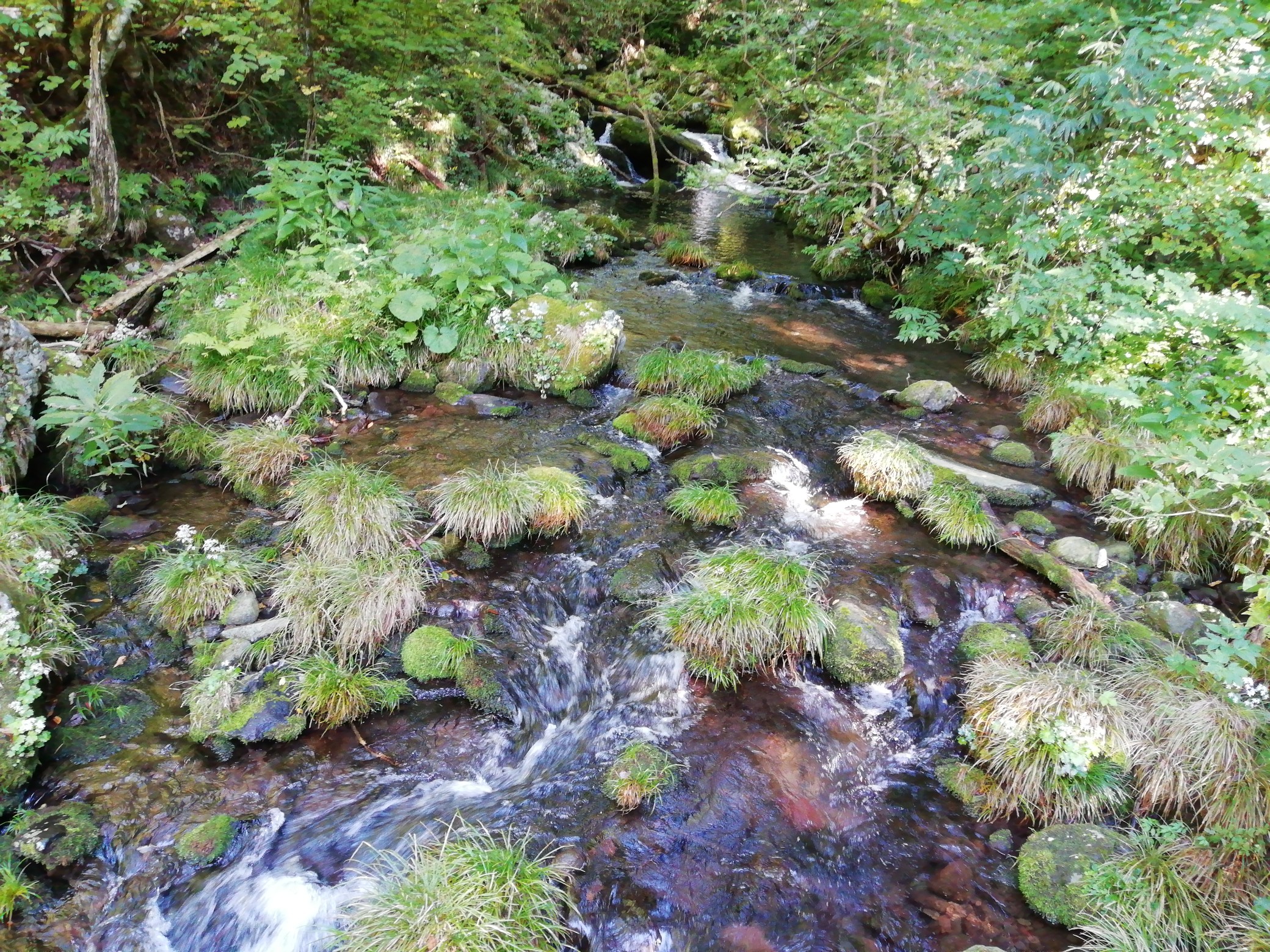 高瀬峡散策 遊佐町 21 09 25 ムサシさんの遊佐町の活動データ Yamap ヤマップ