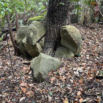 紀泉アルプス・飯盛山・ボンデン山 岩をも割る生命力