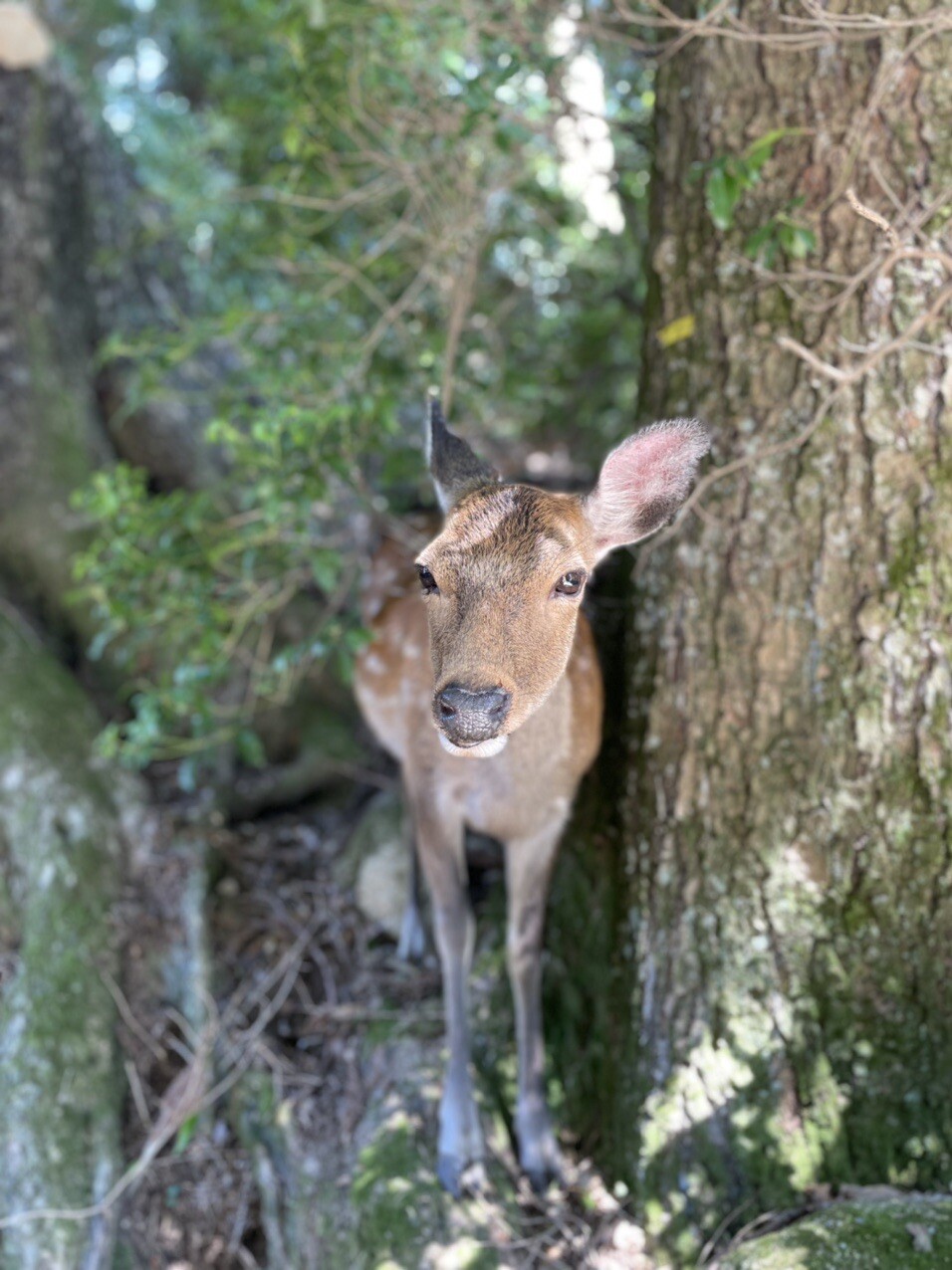 宮島の鹿は可愛い 弥山 Gakkey Banbanさんの宮島 厳島 弥山の活動日記 Yamap ヤマップ
