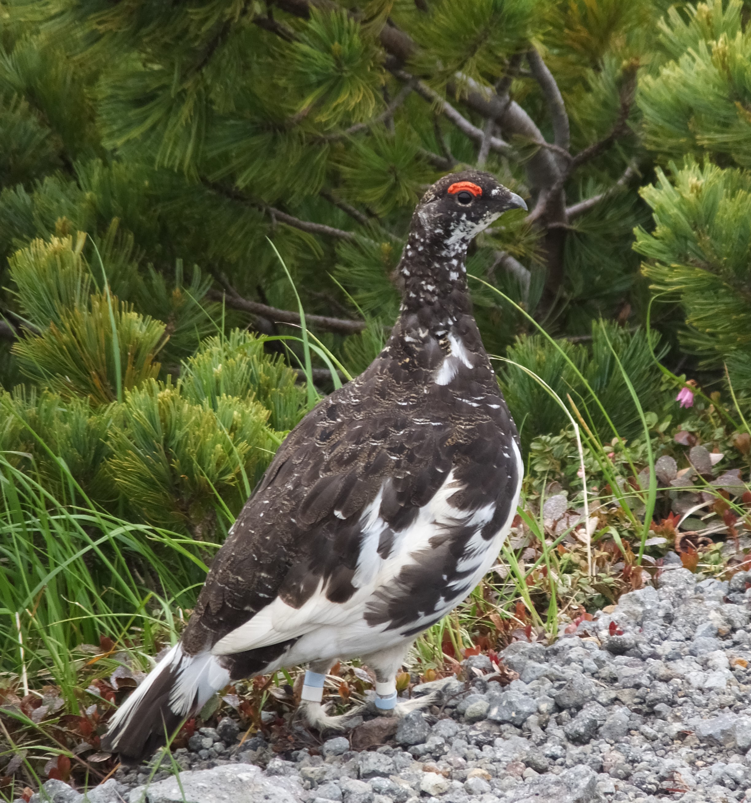 雷鳥 ホシガラスに会えた乗鞍岳 たーかさんの乗鞍岳の活動データ Yamap ヤマップ