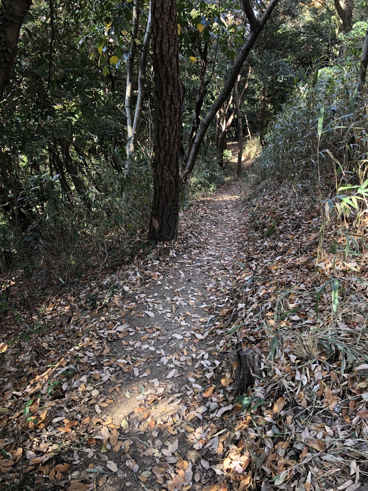静岡県で最も低い山 根川山 Zaucatsさんの浜松市 中区 東区 南区 西区 の活動日記 Yamap ヤマップ