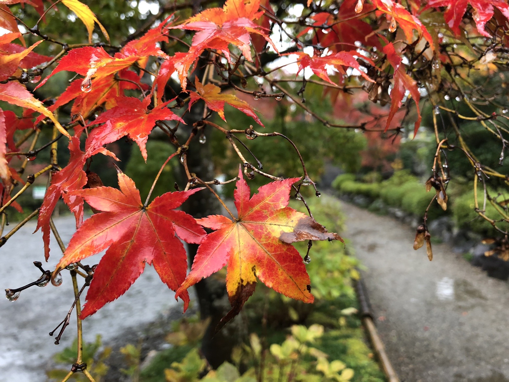 天覧山 多峯主山 能仁寺 紅葉と雨のハイキング Yumiさんの天覧山 多峯主山 天覚山の活動データ Yamap ヤマップ