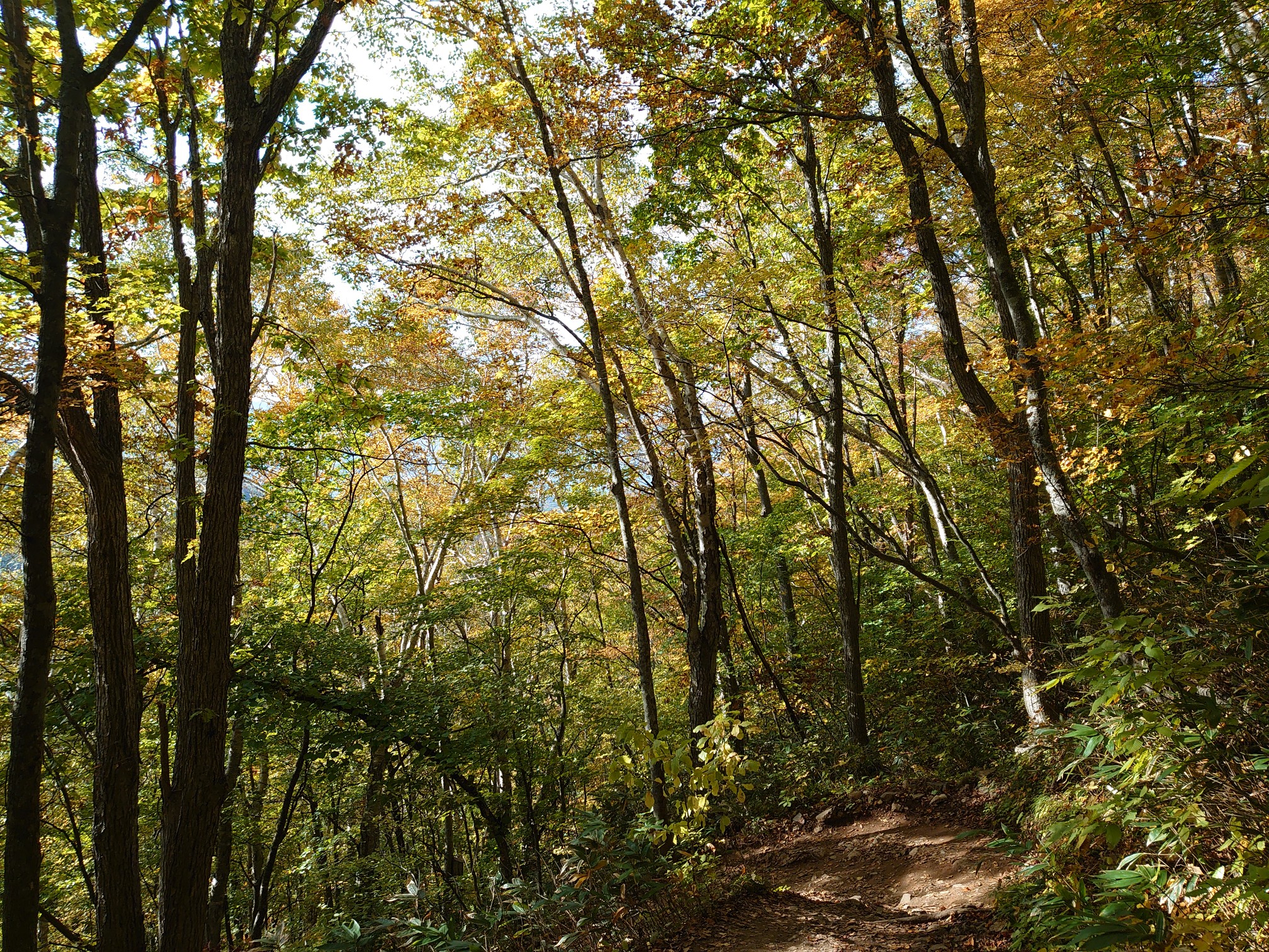 藻岩山 10 17 紅葉も ごじさんの藻岩山の活動データ Yamap ヤマップ